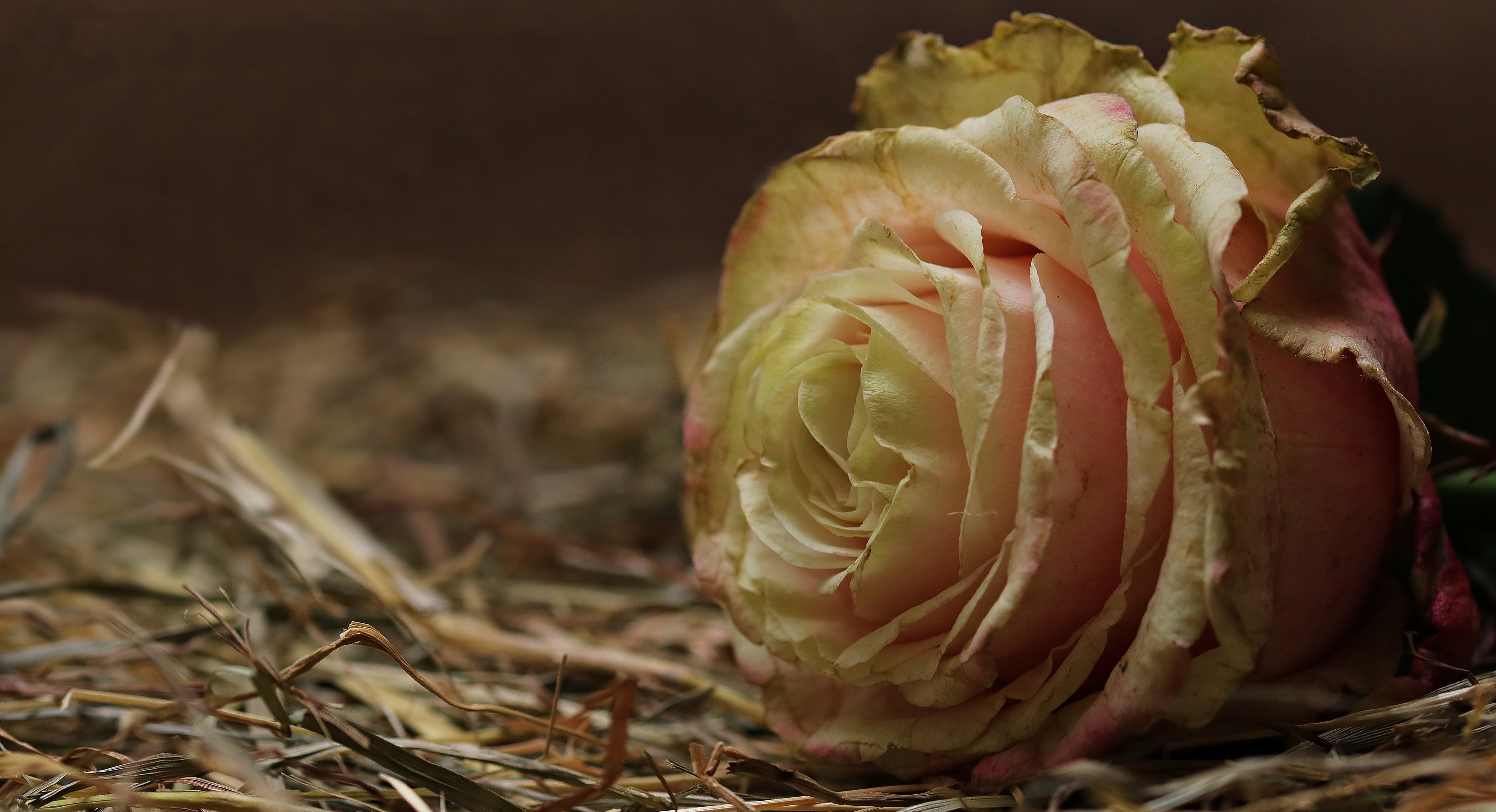 healthy eating, postcard, food, valentines day, flower, beauty in nature, bloom, romance, nature, sweet, brown, rose bloom, agriculture, indoors, rose on straw, HD Wallpaper