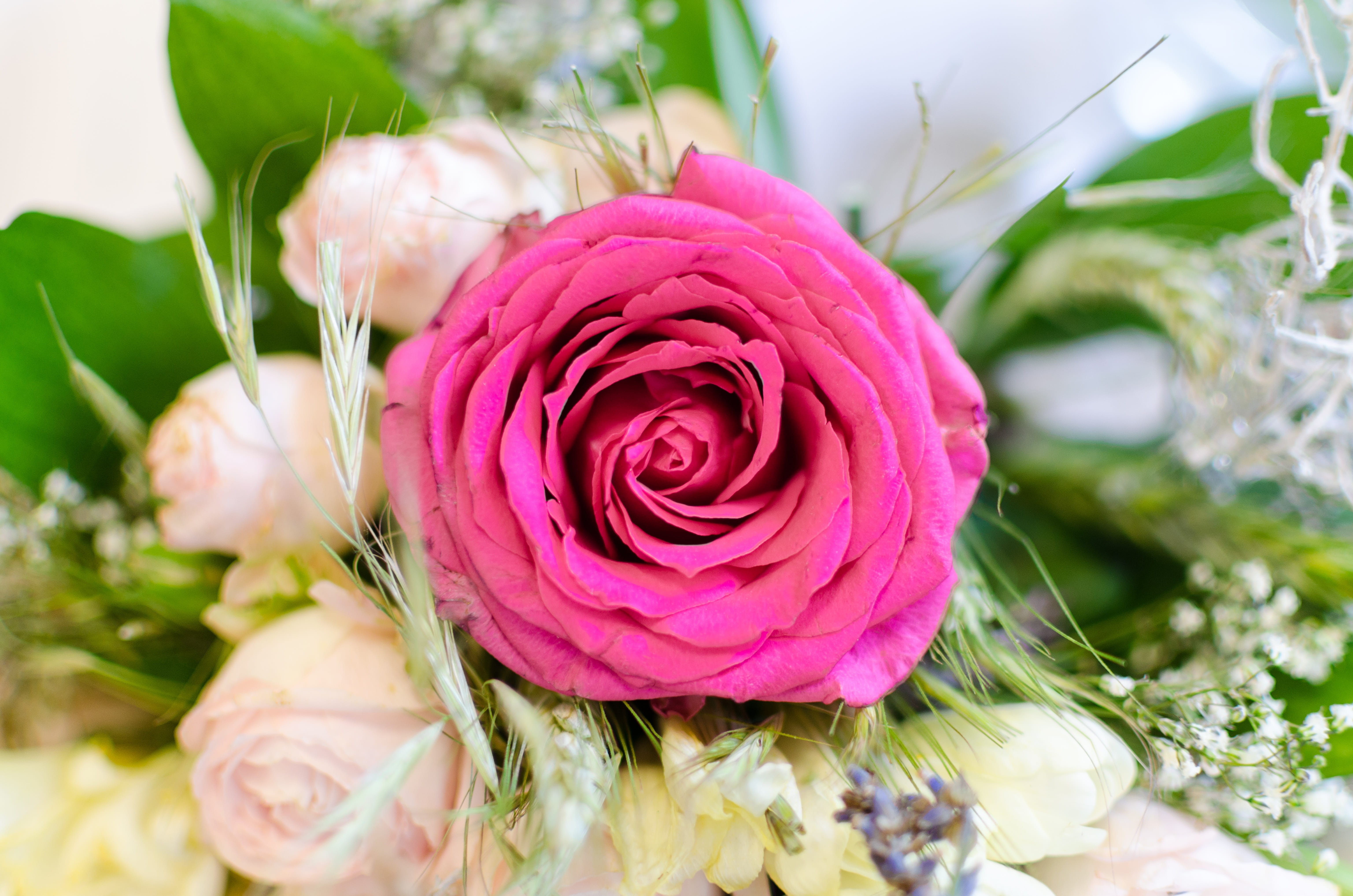 petal, plant, floral, pink Color, vibrant, valentine, colorful, saturation, rose, 5K, flower, color, purple, romantic, texture, bushes, leaf, tenderness, HD Wallpaper