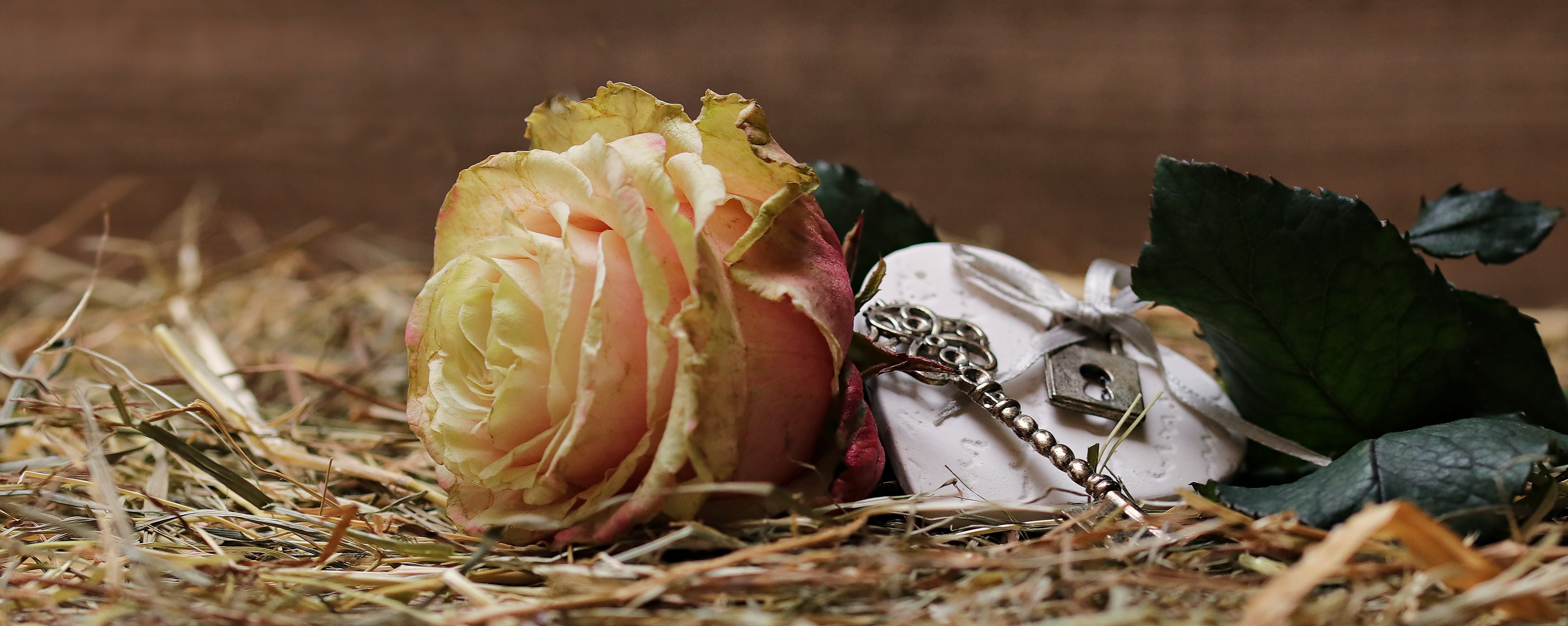 this rose, romance, day, selective focus, love, valentine, flower, bone, flower greeting card, land, bloom, heart, close-up, rose on straw, brown, plant, HD Wallpaper