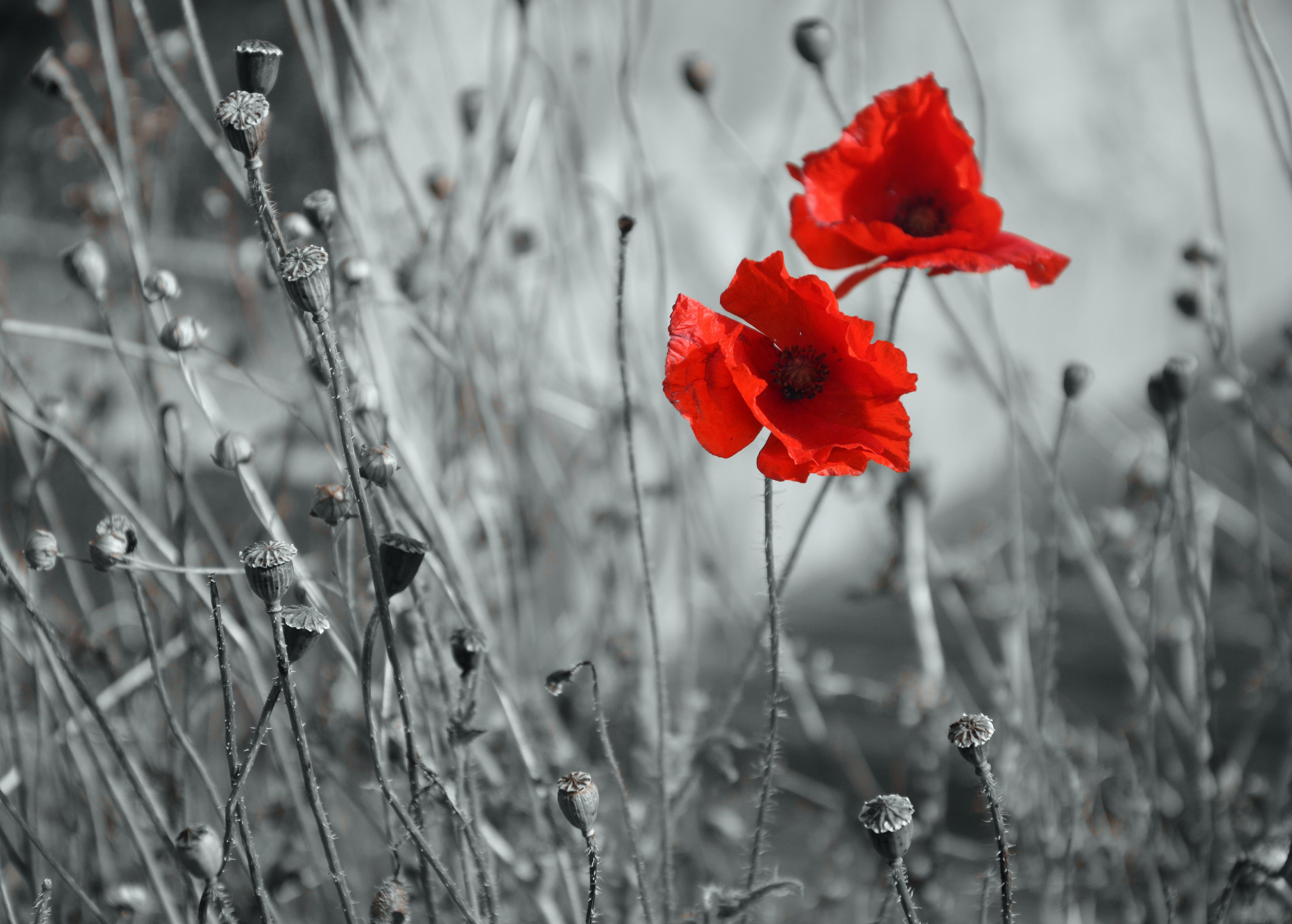 selected, poppy, red, outdoors, Cromer, monochrome, color, Bokeh, Churchyard, Cemetery, field, photo, meadow, summer, Parish Church, selective colour, plant, HD Wallpaper