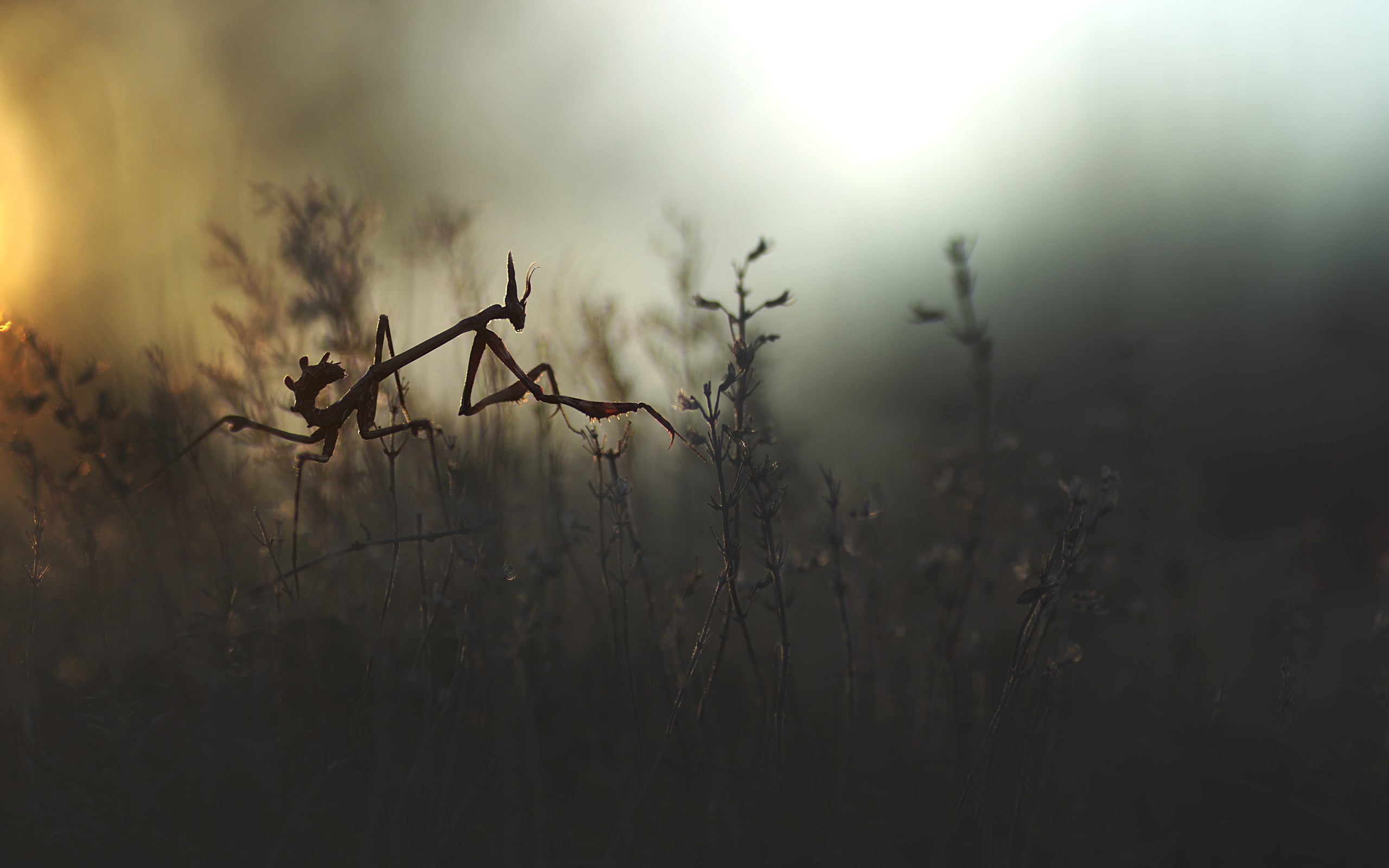 field, grass, fog, sun, outdoors, growth, praying, land, beauty in nature, 2K, plant, gray, sky, mantis, close-up, no people, focus on foreground, empusa, HD Wallpaper