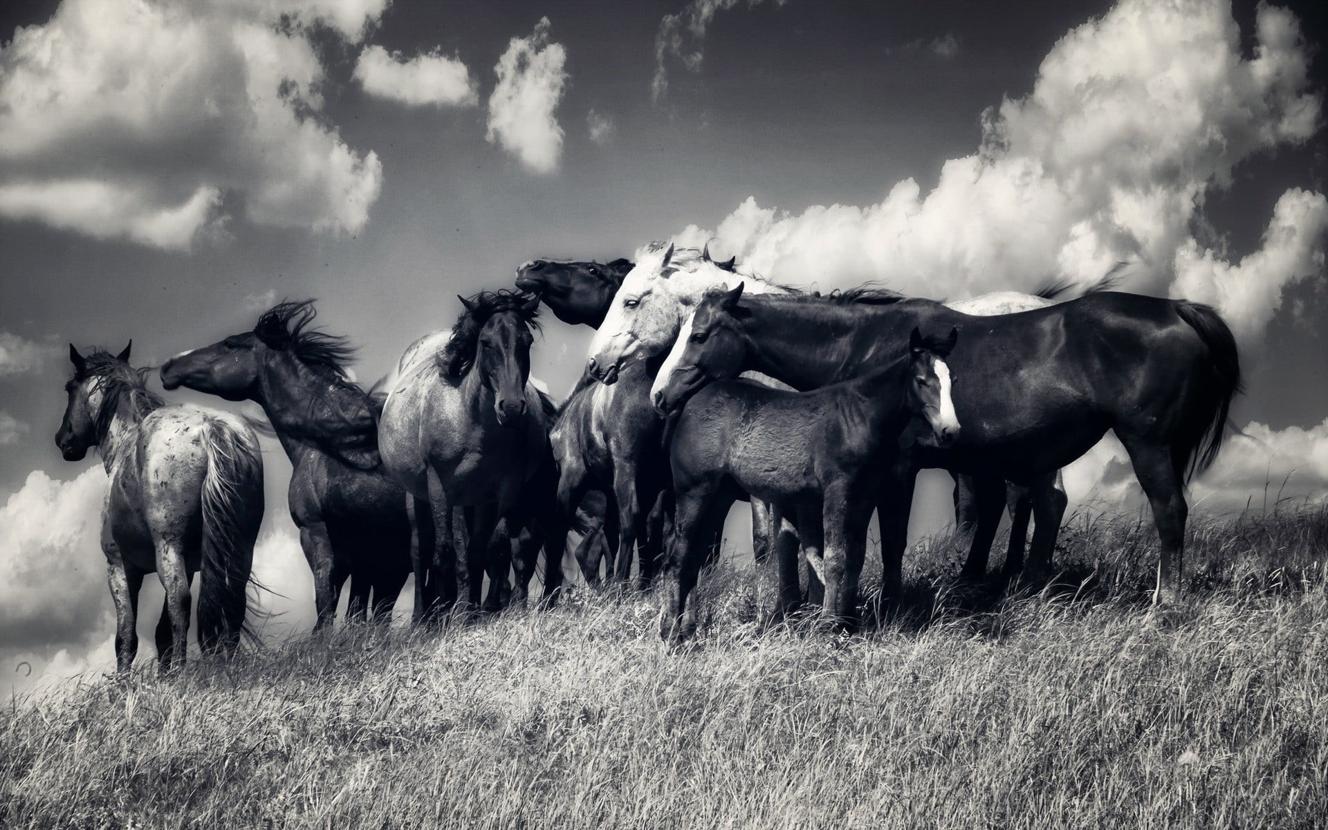 horses, black, 1080P, two, day, pets, grass, monochrome, cloud - sky, land, mammal, cattle, domestic animals, horse, nature, animals, herd, no people, HD Wallpaper