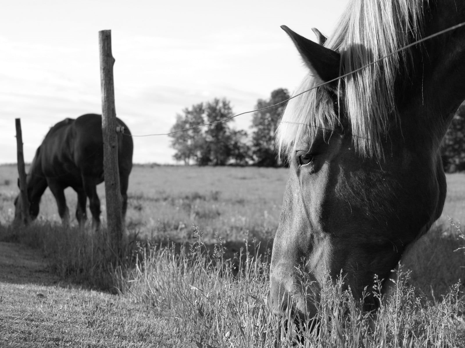 domestic animals, grayscale, no people, animals, grass, monochrome, domestic, animal, plant, field, animal themes, outdoors, livestock, two animals, photo, HD Wallpaper