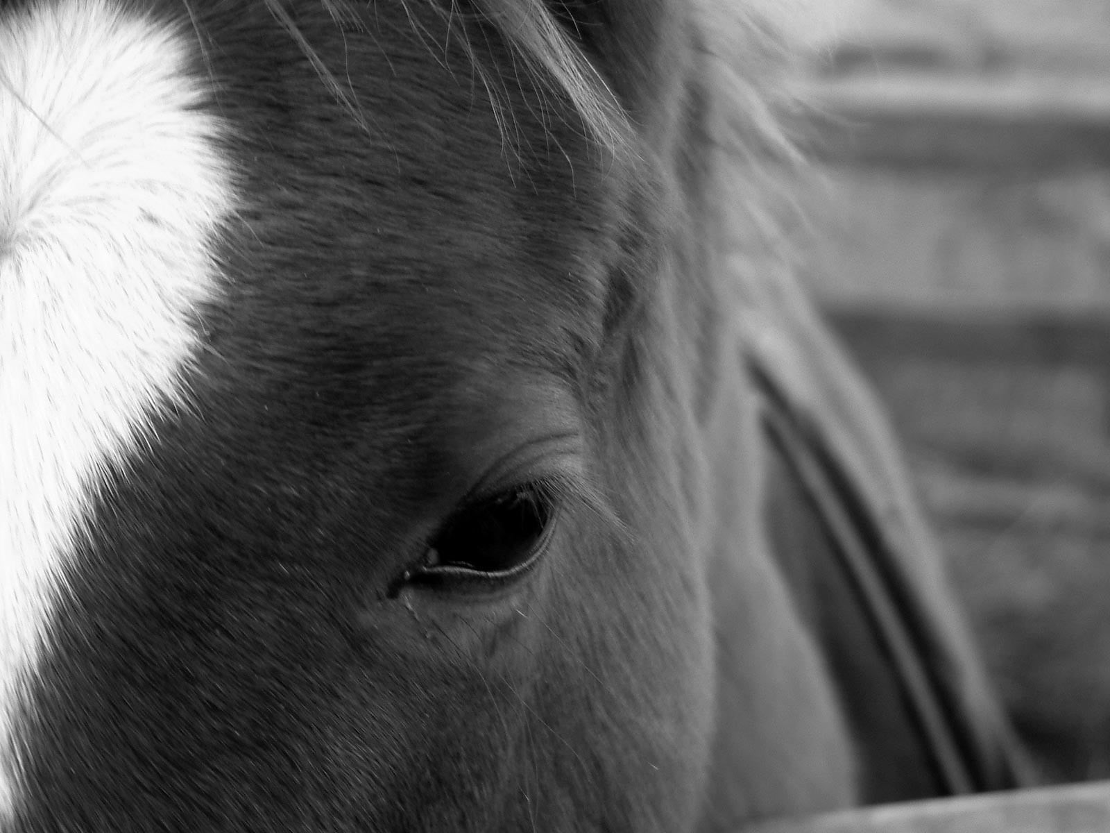 profile view, animal wildlife, monochrome, vertebrate, horse, livestock, focus on foreground, animal body part, animals, domestic, pets, mammal, portrait, HD Wallpaper