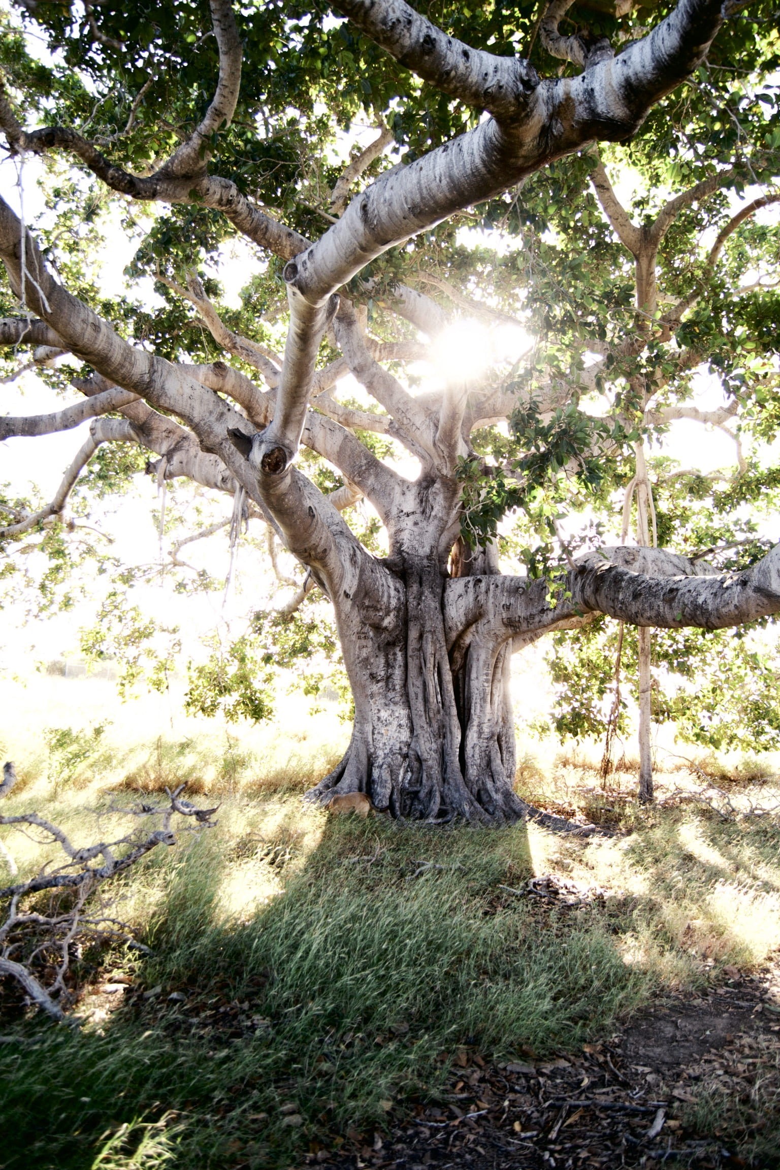 beauty in nature, roots, cuba, nature, 1080P, no people, day, plant, tree trunk, branch, banyan, tranquil scene, sunlight, environment, land, landscape, Phone HD Wallpaper