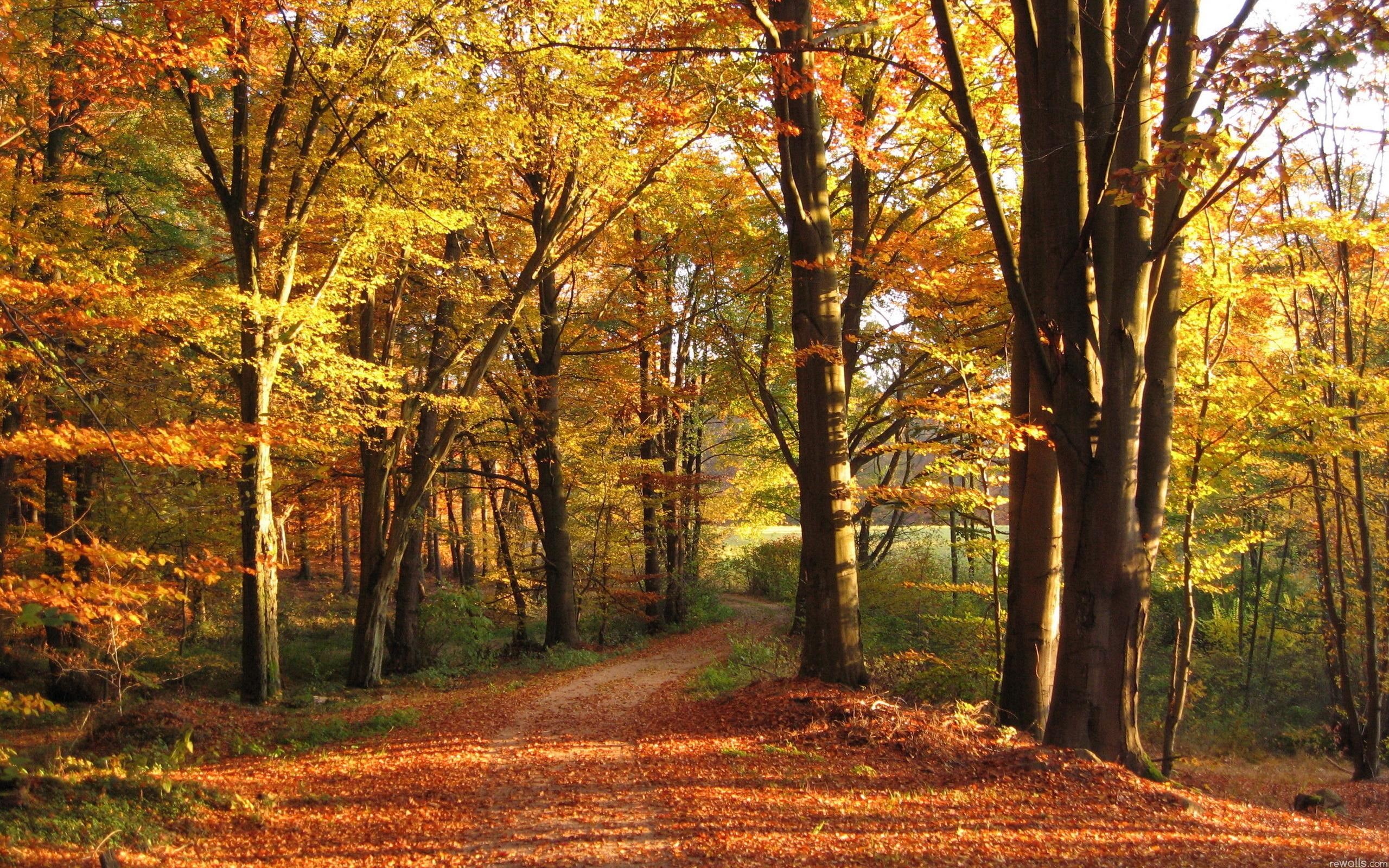 road, forest, trunk, 2K, path, light, autumn, limbs, nature and landscapes, yellow, nature, leaves, HD Wallpaper