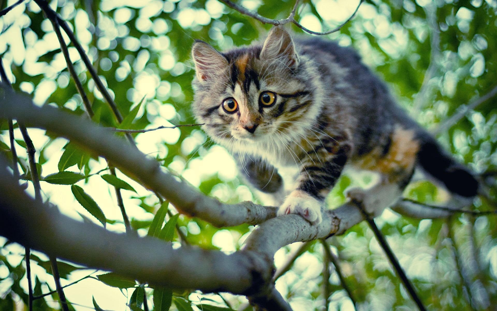 limbs, kittens, tree, cats, trees, landscapes, animals, 1080P, climbing, cat, HD Wallpaper