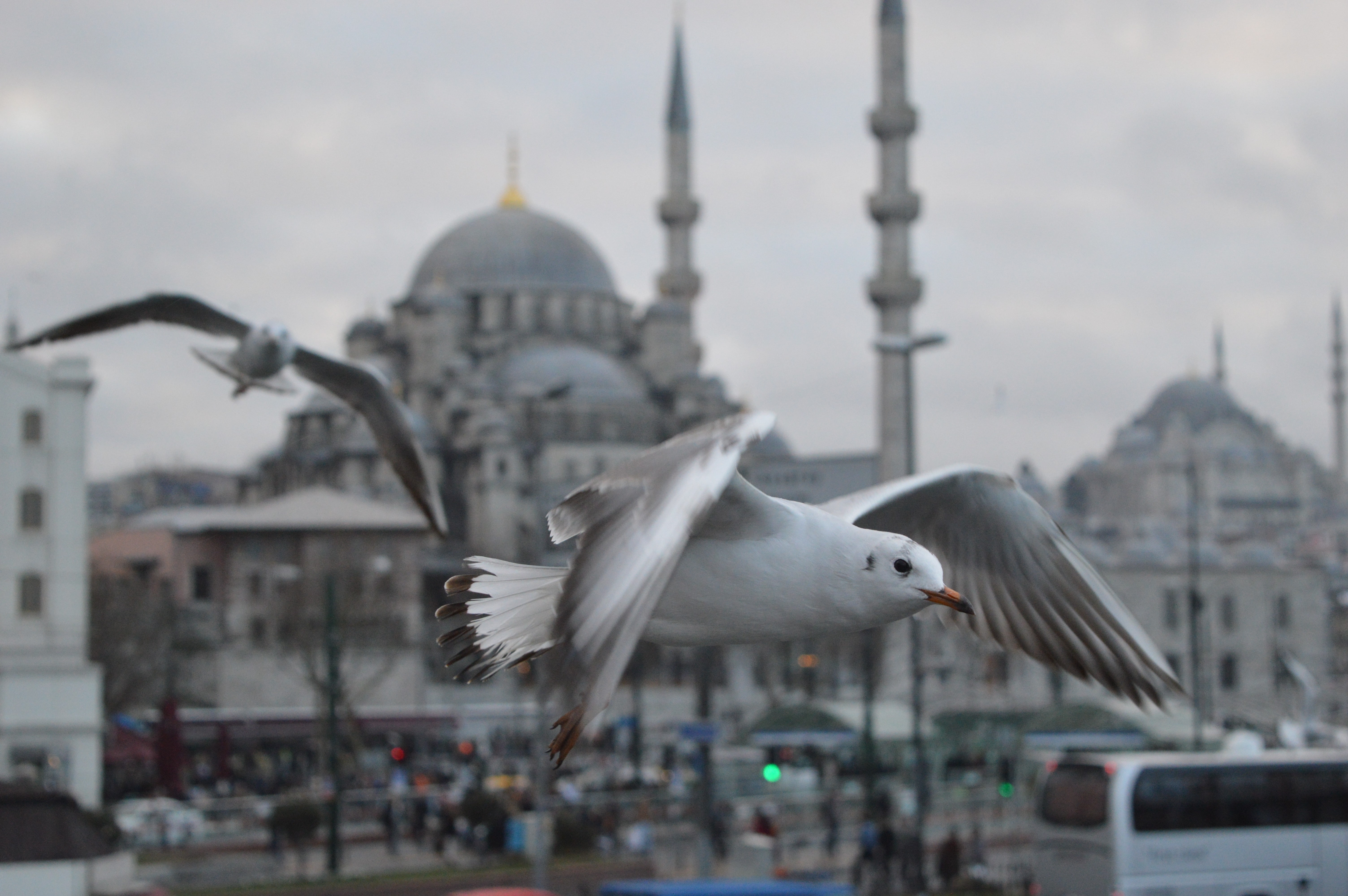 nature, sky, building, building exterior, religion, focus on foreground, animal, outdoors, birds, animals in the wild, Turkey, built structure, flying, HD Wallpaper
