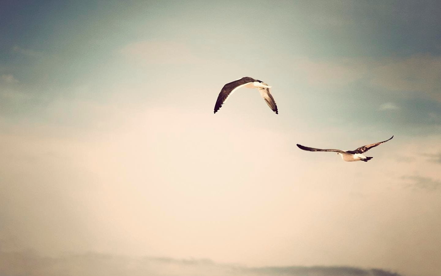 summer, motion, day, sunset, no people, bird, birds, two, white, blue, 720P, seagulls, mid-air, animals, animals In The Wild, sea, flying, sea Bird, animal Wing, HD Wallpaper