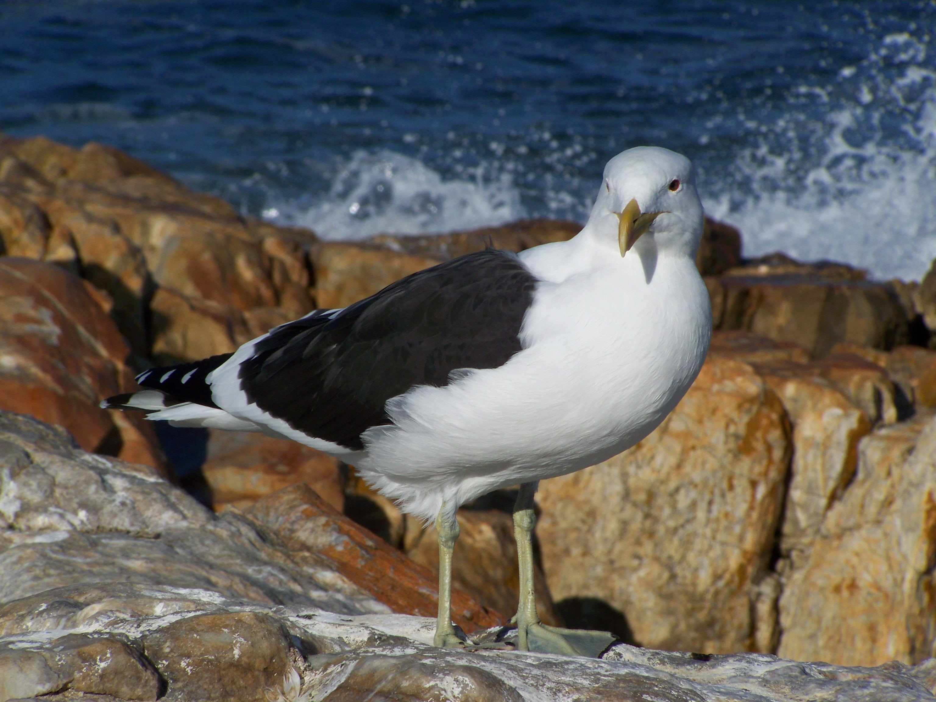 perching, sea, 2K, nature, solid, animal wildlife, bird, animals, one animal, close-up, focus on foreground, day, animal, water, seagull, animal themes, HD Wallpaper