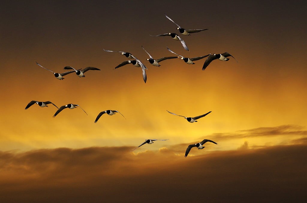 Formation, background, nature, wildlife, Elbe, bird, Himmel, Wischhafen, Seagull, animal, bei, flock, Niederwürzbach, sunset, 480P, flying, sky, HD Wallpaper