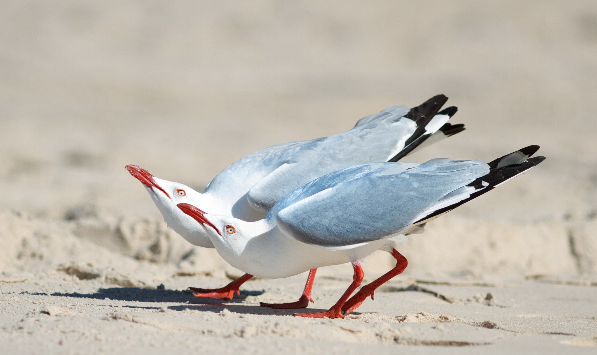 sunlight, seagull, beach, sand, outdoors, close-up, animal themes, animal, land, animal wildlife, full length, bird, birds, animals, 1080P, nature, focus on foreground, HD Wallpaper