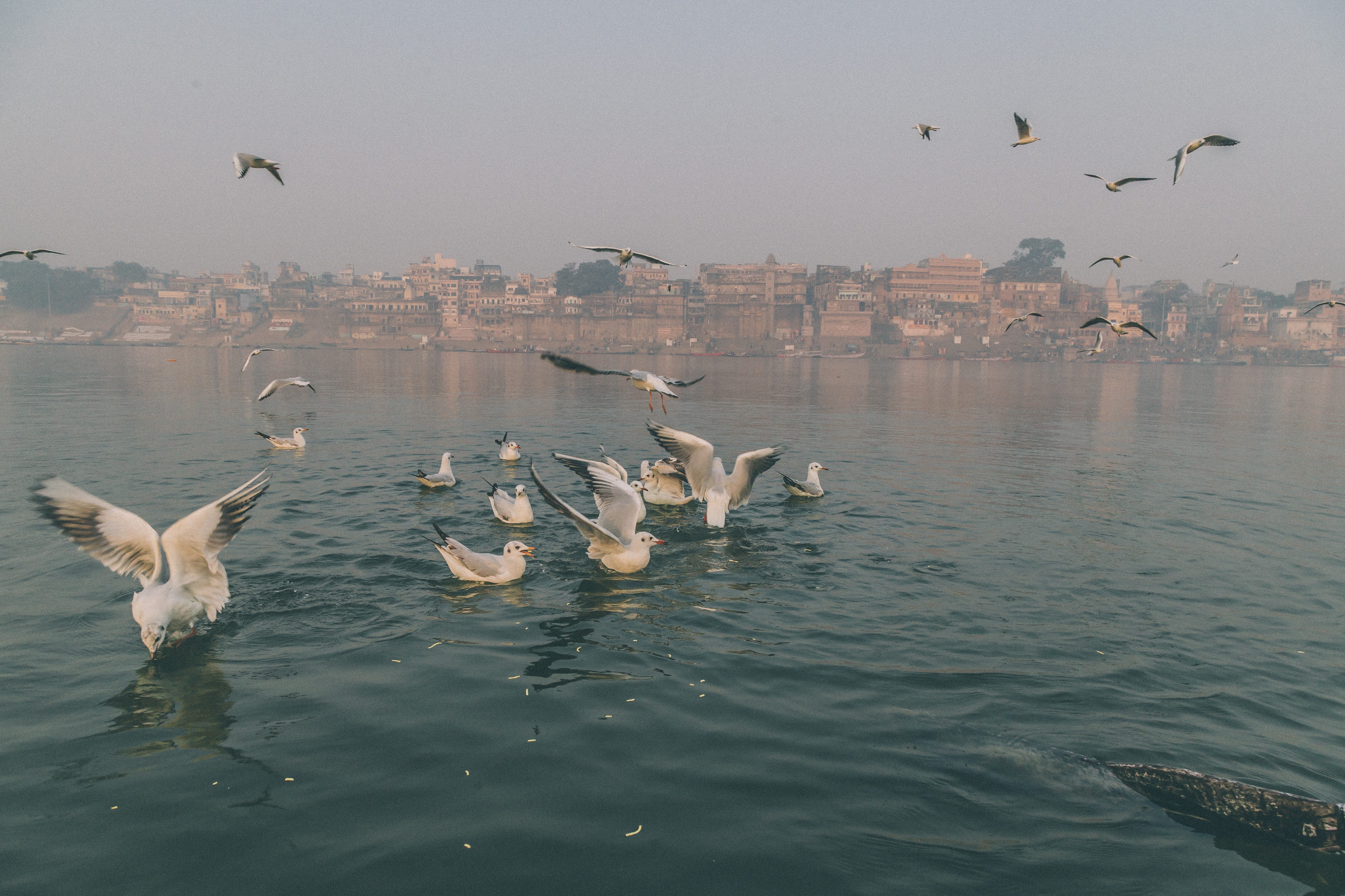 bird, nature, birds, ganges, water, large group of animals, india, animal themes, lake, varanasi, animals in the wild, seagull, flock of birds, animal wildlife, HD Wallpaper