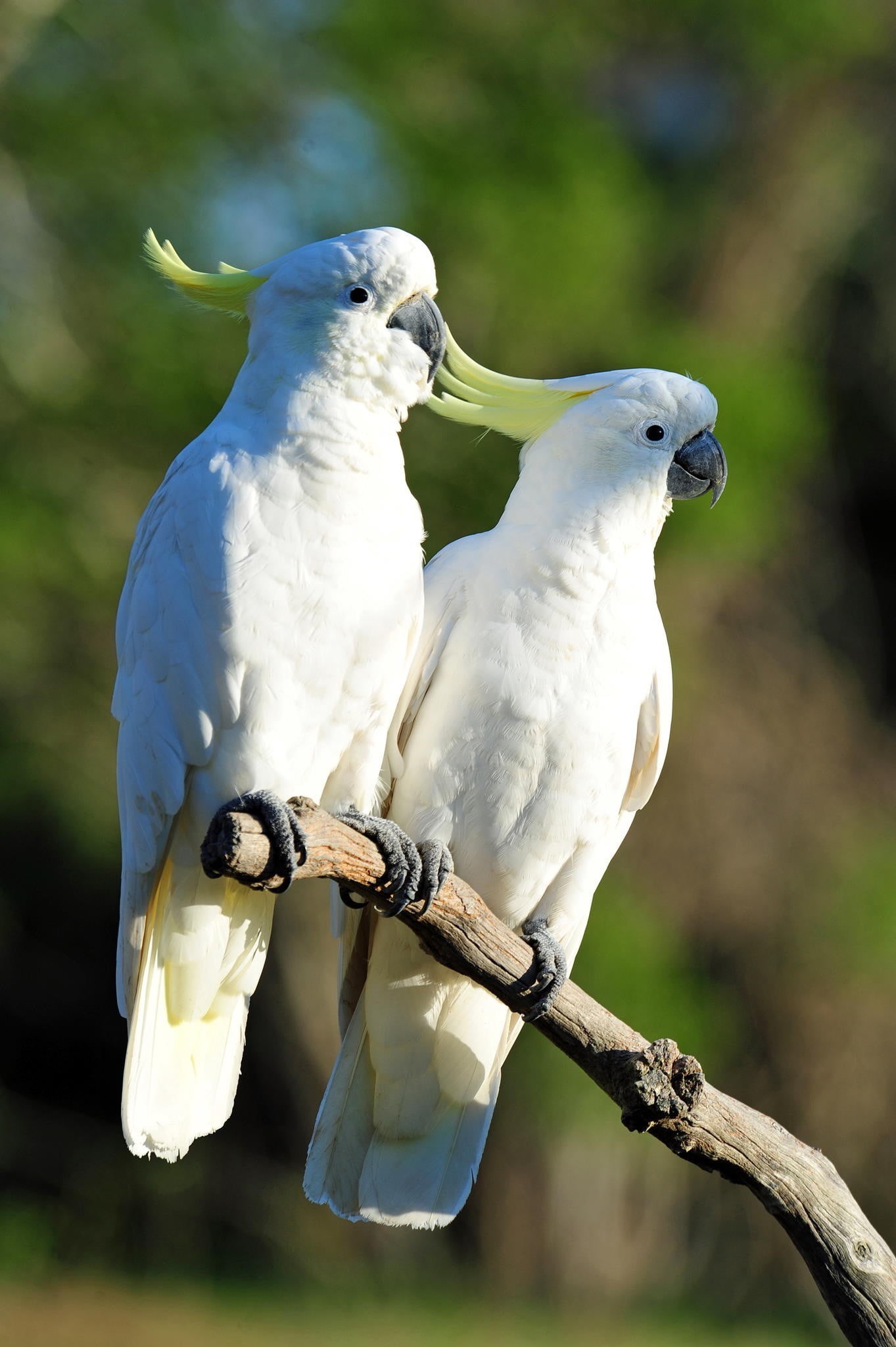 no people, birds, vertebrate, cockatoo, outdoors, animals in the wild, bird, nature, tree, focus on foreground, plant, perching, animals, animal wildlife, Phone HD Wallpaper