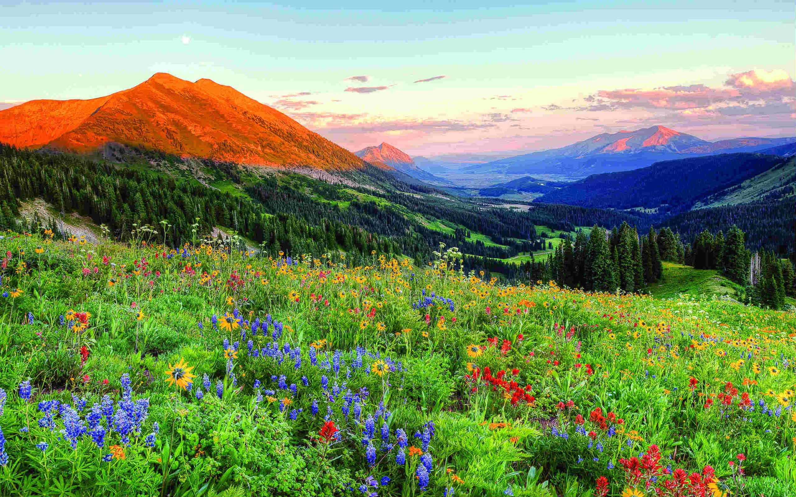 2K, hd, crested, butte, landscape, colorado, desktop, spring, flowers, wild, HD Wallpaper