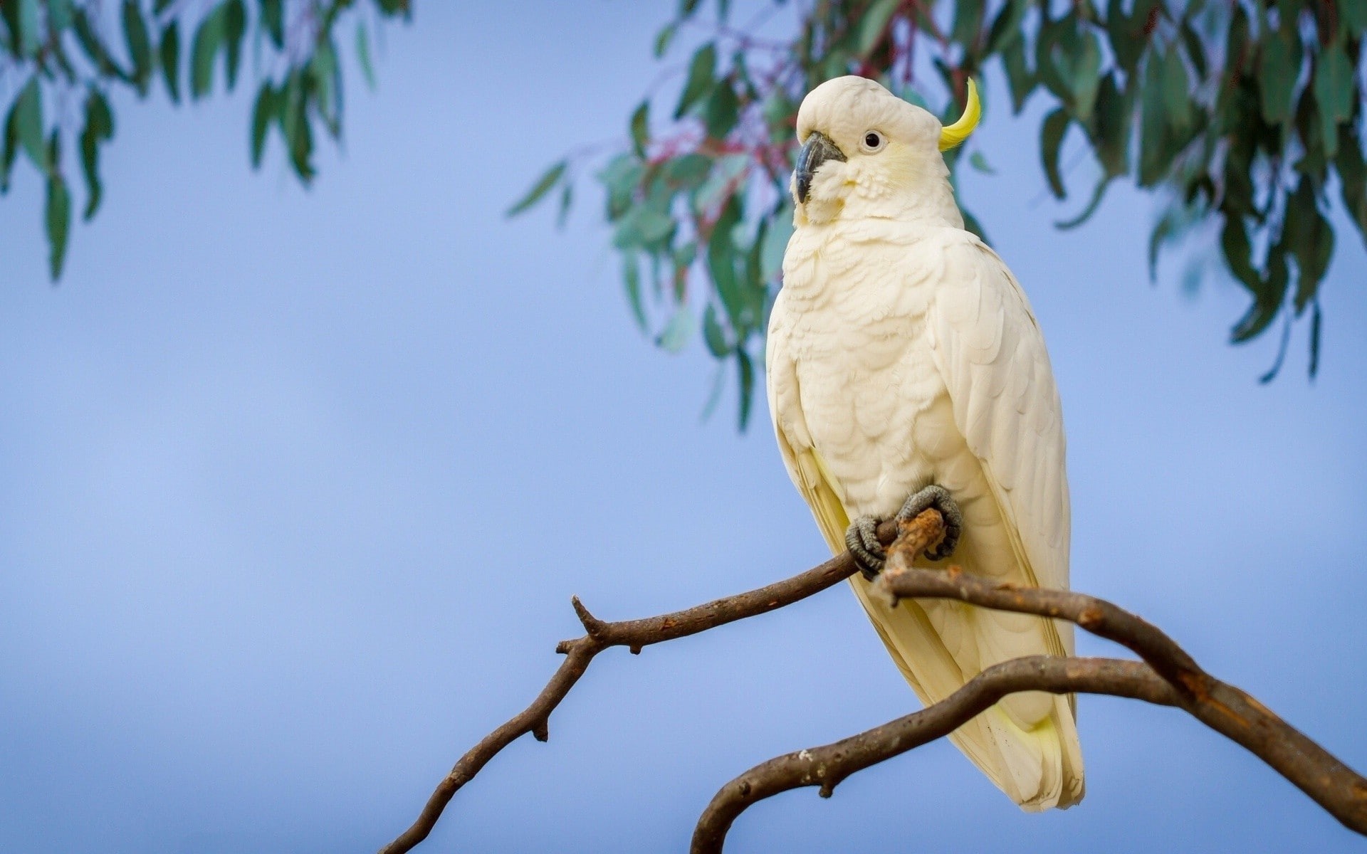 nature, plant, outdoors, Sulphur-crested cockatoo, bird, vertebrate, branch, animals, birds, day, low angle view, no people, sky, animals in the wild, clear sky, HD Wallpaper