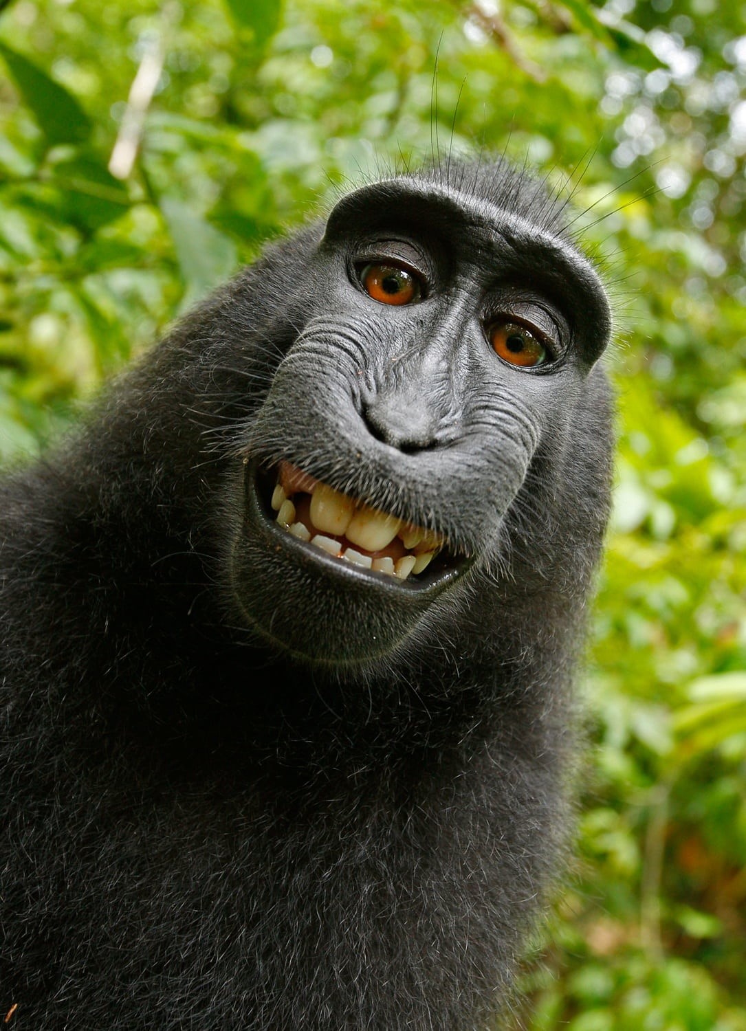 omnivore, crested macaque, land, tree, no people, intelligent, cheeky, forest, focus on foreground, animal mouth, wildlife, animal head, chimpanzee, jungle, Phone HD Wallpaper