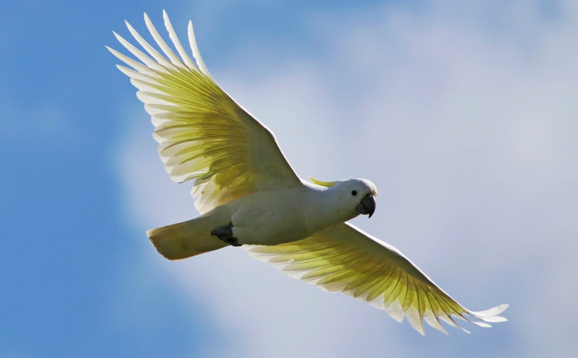Sulphur-crested Cockatoo, Bird, Parrot, Flight, Wings, Sky, Birds, Cockatoo, Sunshine, 1080P, HD Wallpaper