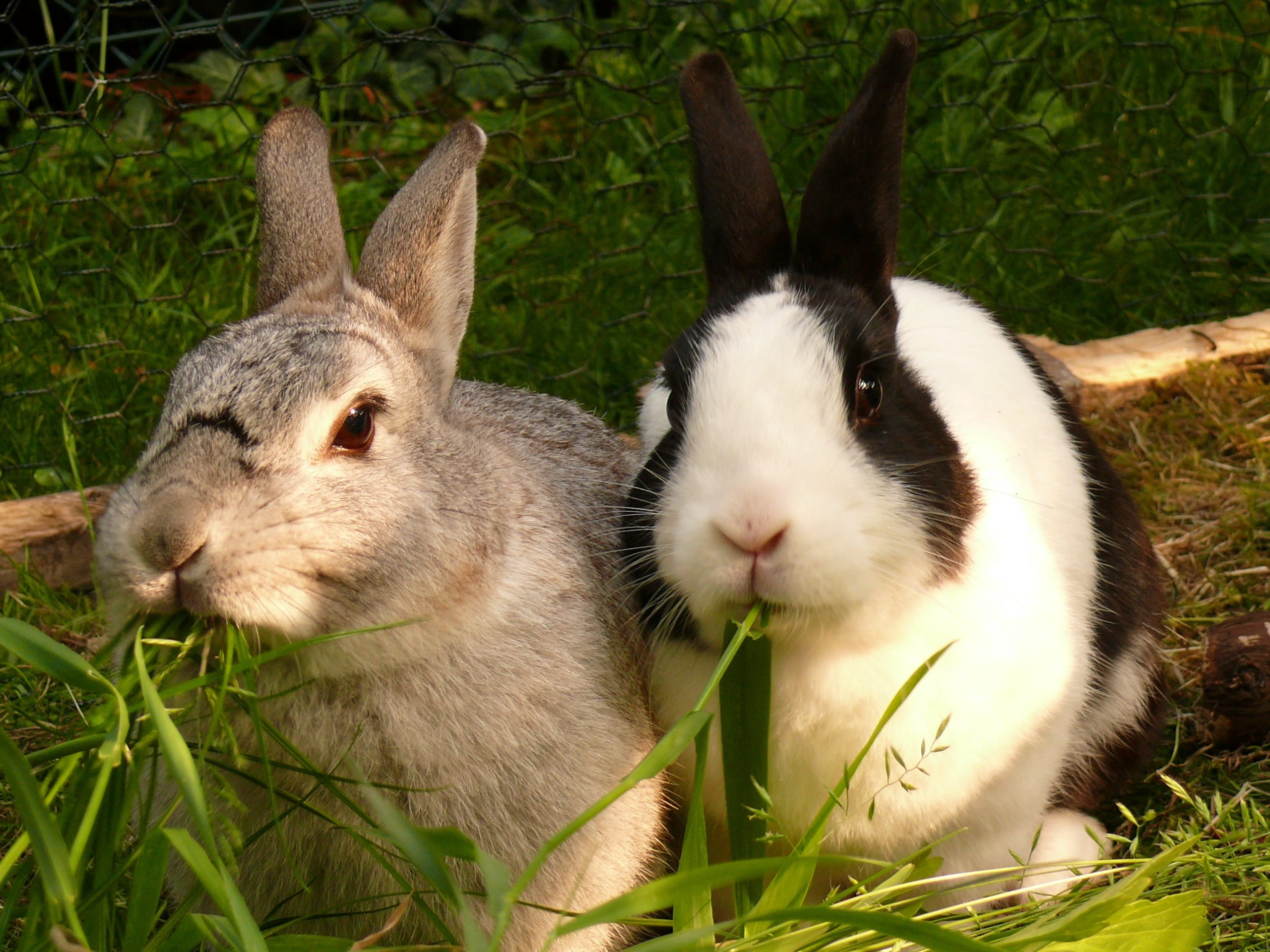 whisker, nager, mammal, field, pets, vertebrate, nature, group of animals, day, rabbit, close-up, animal wildlife, outdoors, two animals, white, grass, HD Wallpaper