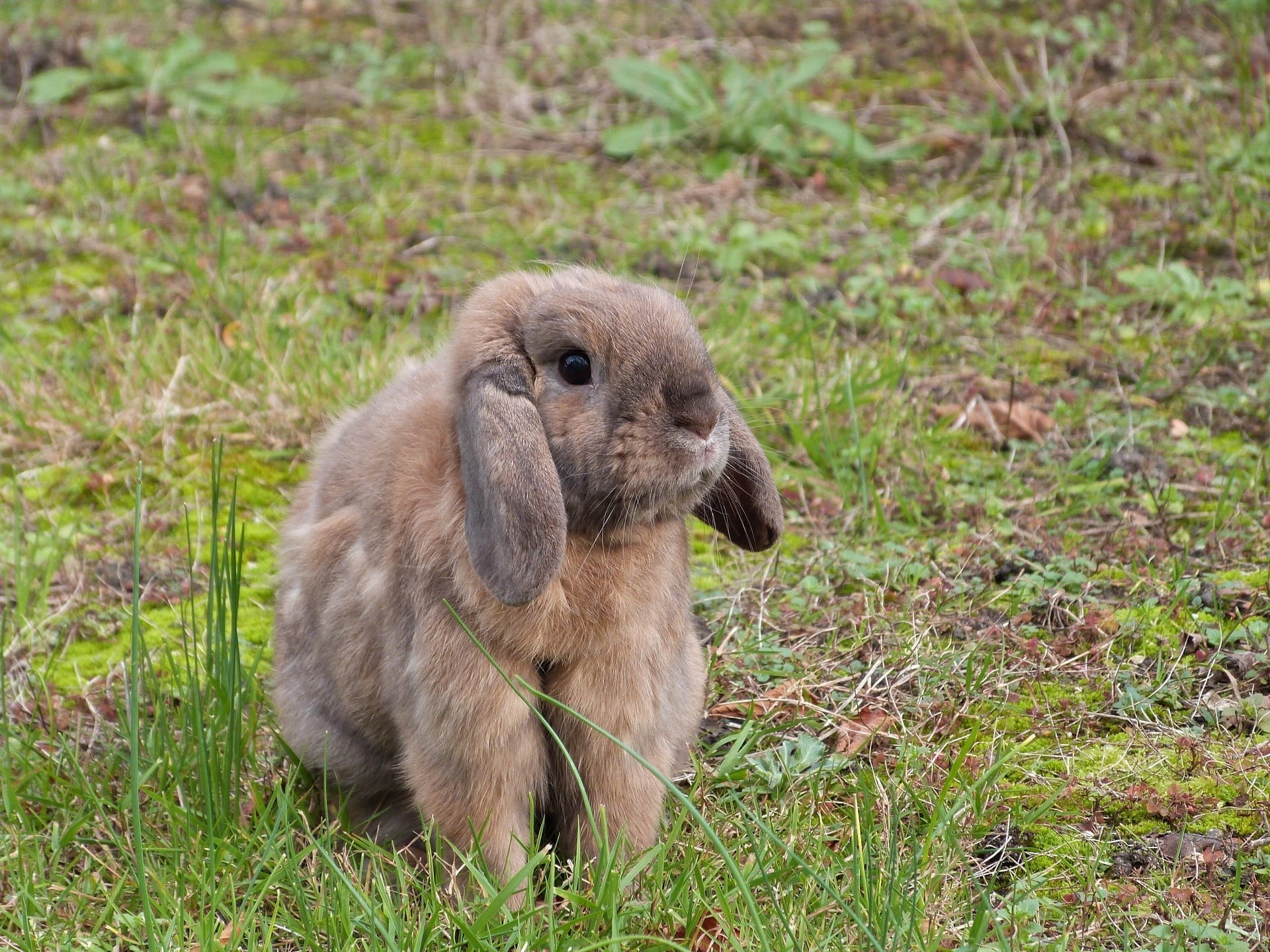 looking, furry, lop, 1080P, bunny, no people, plant, nature, sitting, animals in the wild, cute, green, focus on foreground, mammal, field, rabbit, day, HD Wallpaper