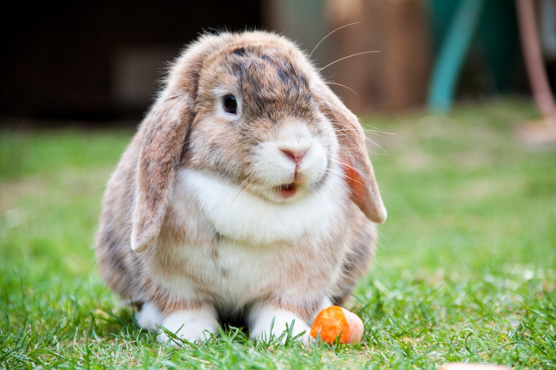 rodent, easter, species, pets, wildlife, animal, white, fluffy, animal themes, vertebrate, mammal, brown, environment, domestic, plant, rabbit - Animal, HD Wallpaper