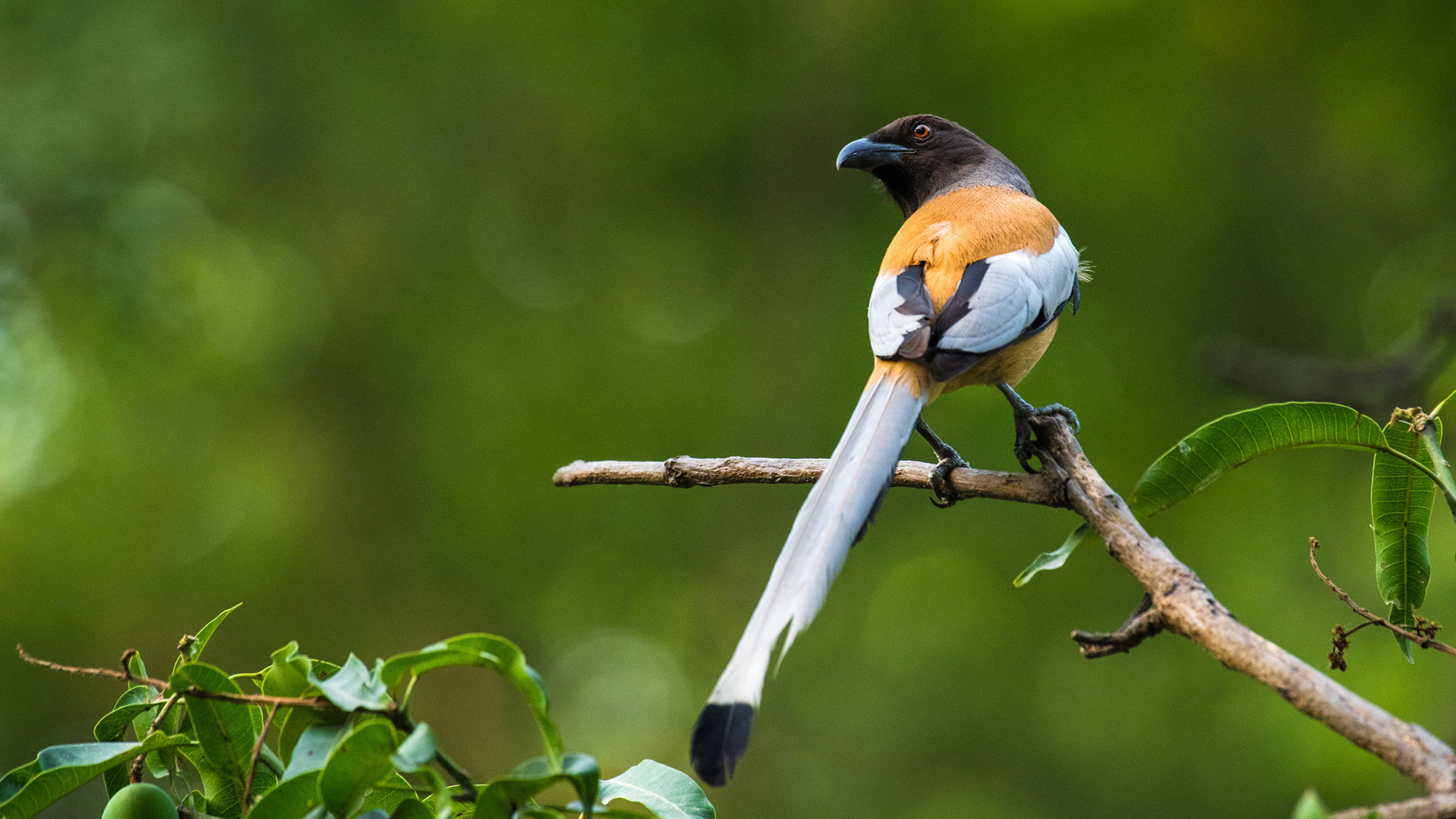 tree, perching, outdoors, plant, name, southeast, songbird, one animal, corvidae, animal wildlife, dendrocitta, green background, bird, neighboring, 4K, HD Wallpaper