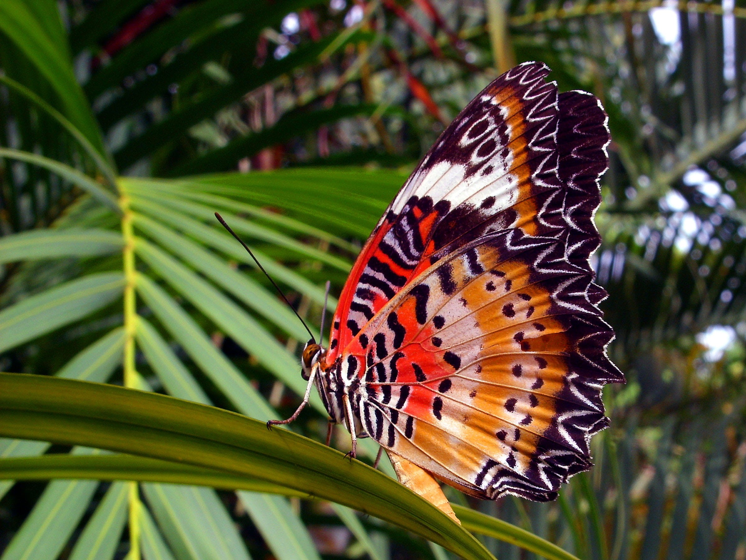 flower, penthesilea, natural pattern, pattern, thailand southeast asia, animal wildlife, lacewing, animal themes, outdoors, day, beauty in nature, animals in the wild, HD Wallpaper