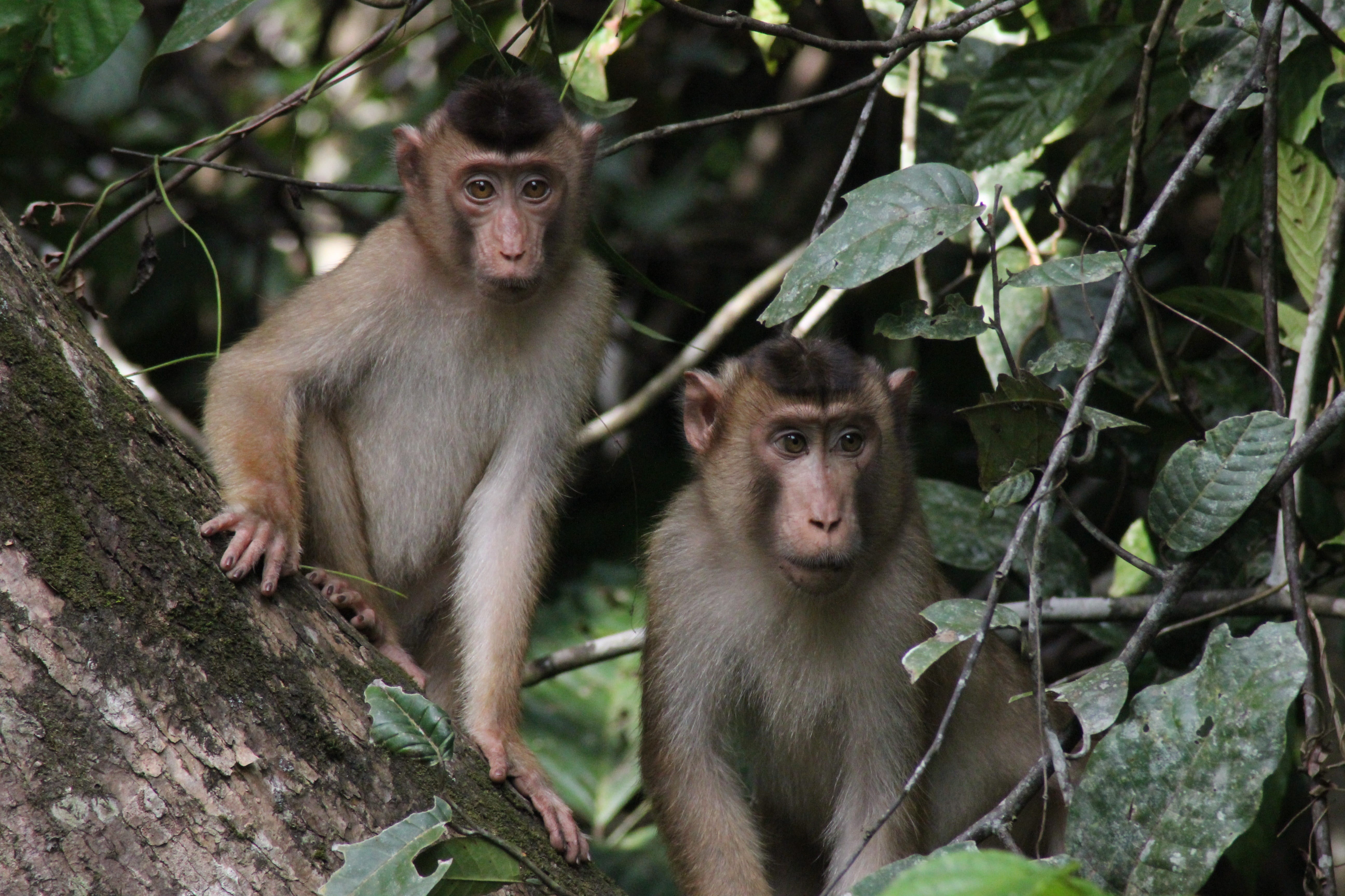 malaysia, no people, sitting, plant, animals in the wild, animal, primate, nature, looking, animal family, two animals, young animal, group of animals, HD Wallpaper