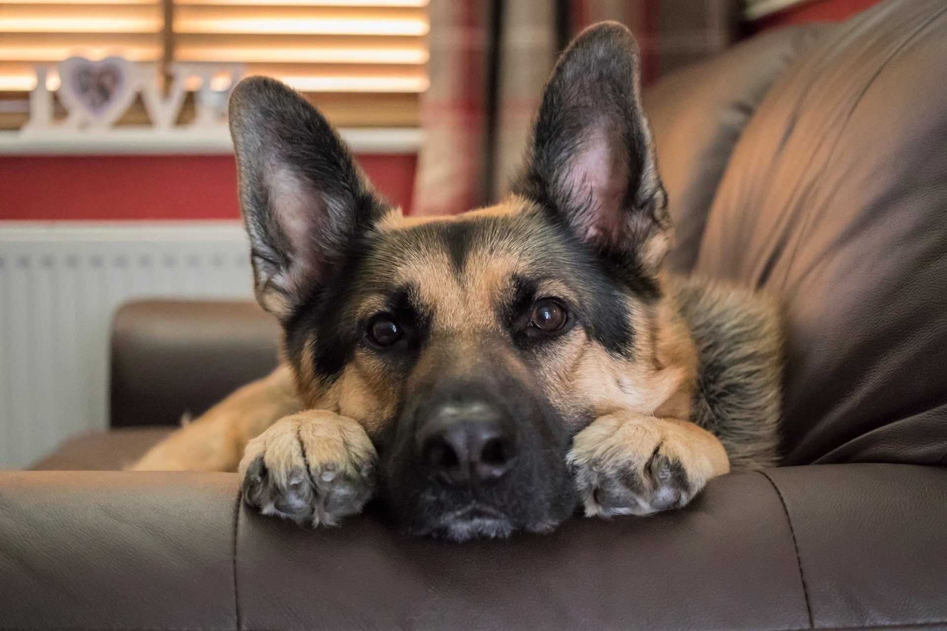 Dog, Face, Dogs, German Shepherd, 1080P, Stare, Pet, Animal, HD Wallpaper