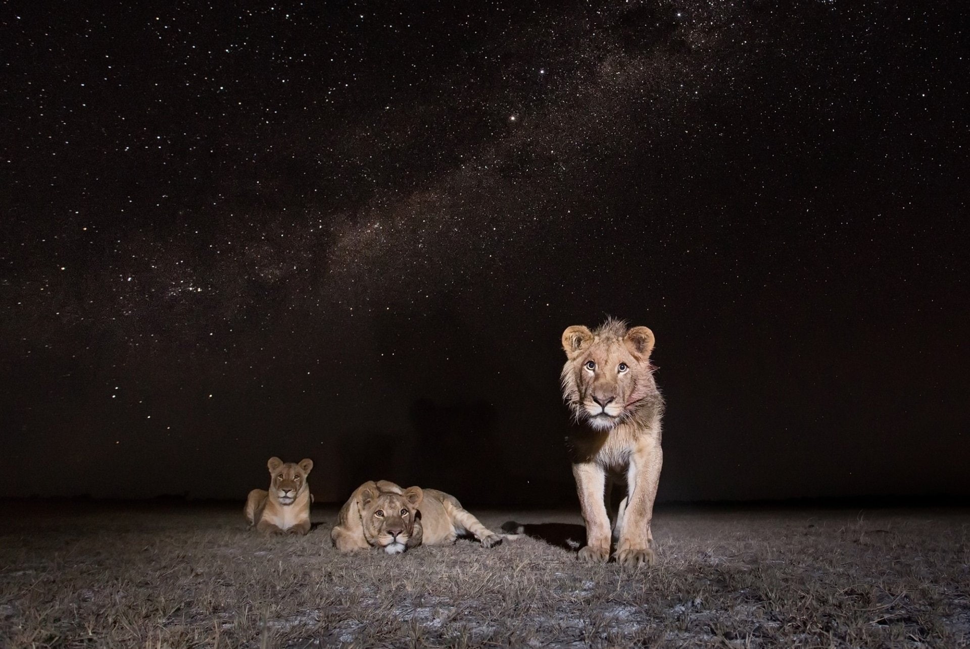 Cats, Wildlife, Big Cat, Stars, predator (Animal), Starry Sky, Lion, Night, 1080P, Stare, HD Wallpaper
