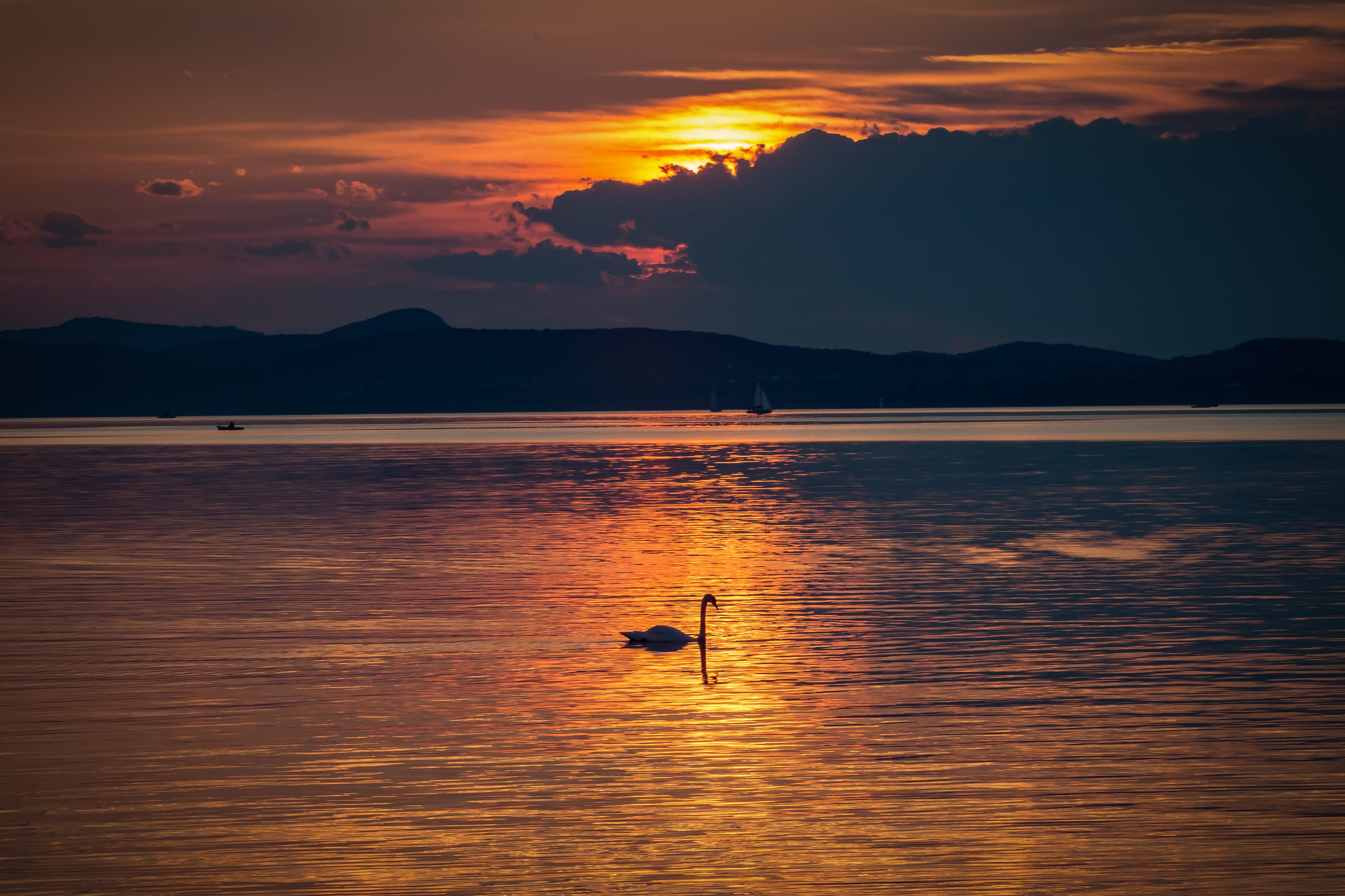 bird, colors, scenics - nature, animal themes, sunset, reflection, vertebrate, nightfall, glow, tranquility, light, orange color, nature, beauty in nature, HD Wallpaper