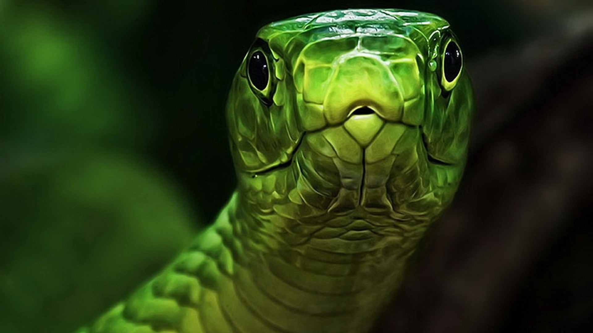 environment, gray, animal themes, close-up, land, focus on foreground, snake, one animal, turtle, portrait, 1080P, animal, animal body part, animal head, HD Wallpaper