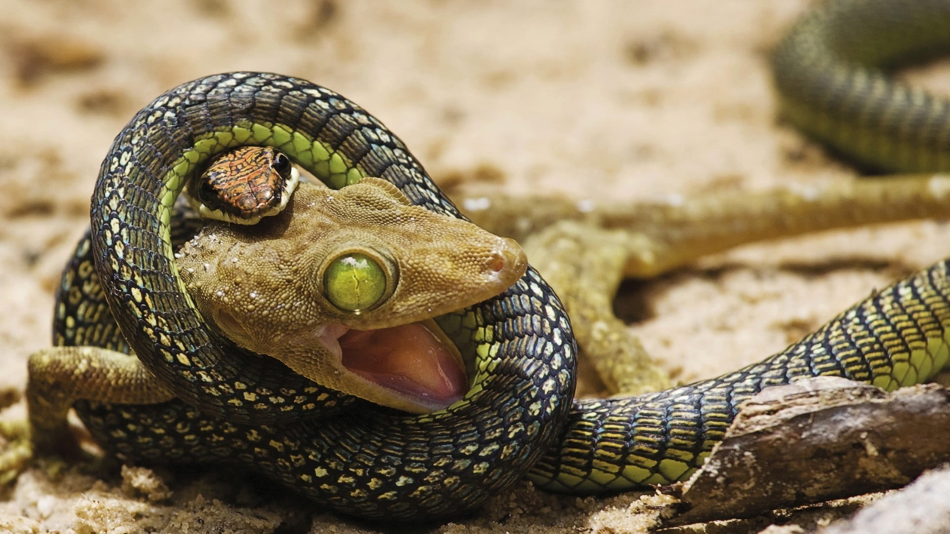 focus on foreground, digital art, reptile, green eyes, zoo, outdoors, no people, one animal, animals in the wild, close-up, animal themes, 1080P, warning sign, HD Wallpaper