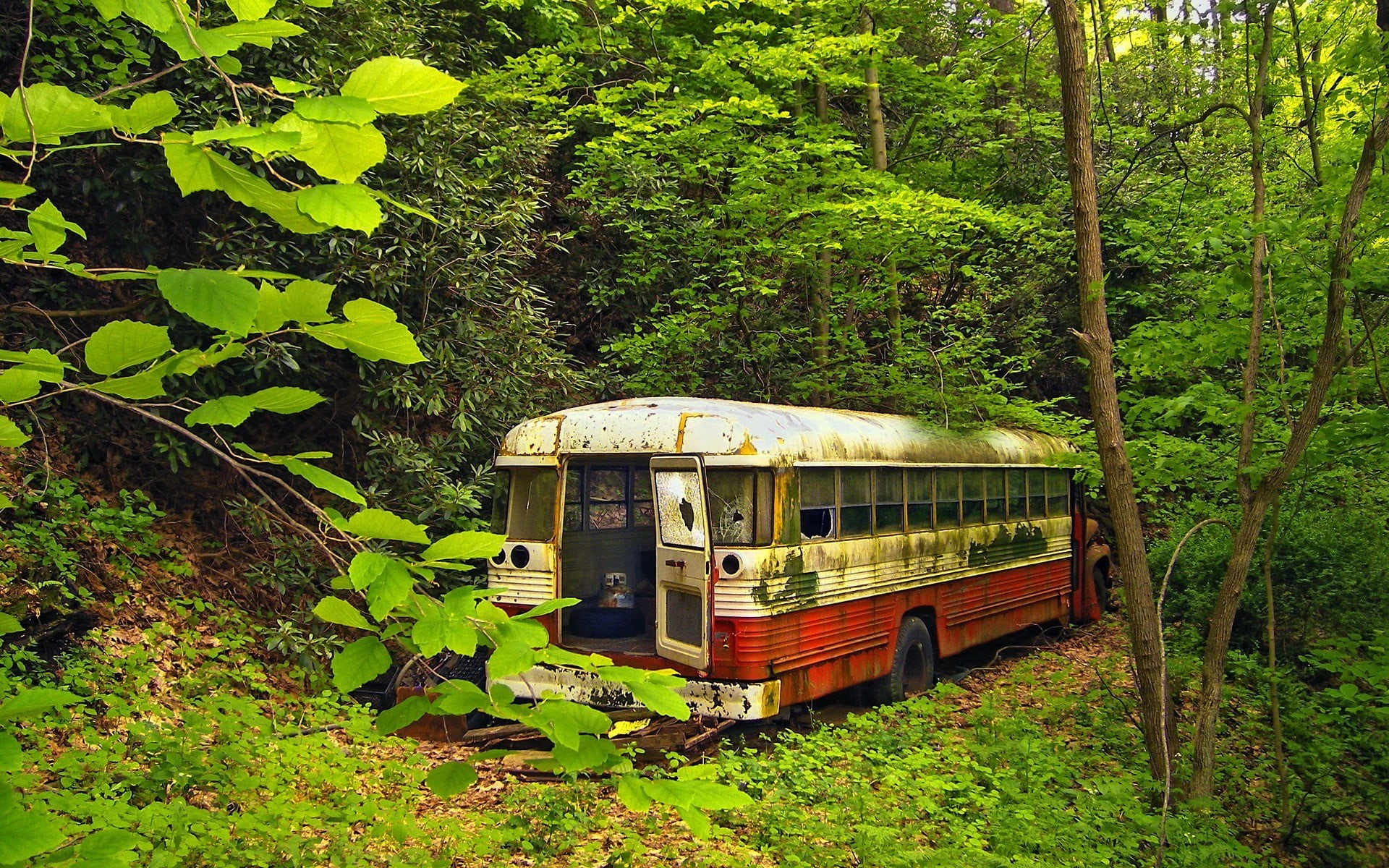 mode of transportation, transportation, train, forest, white, track, public transportation, nature, plant, no people, green color, rail transportation, HD Wallpaper