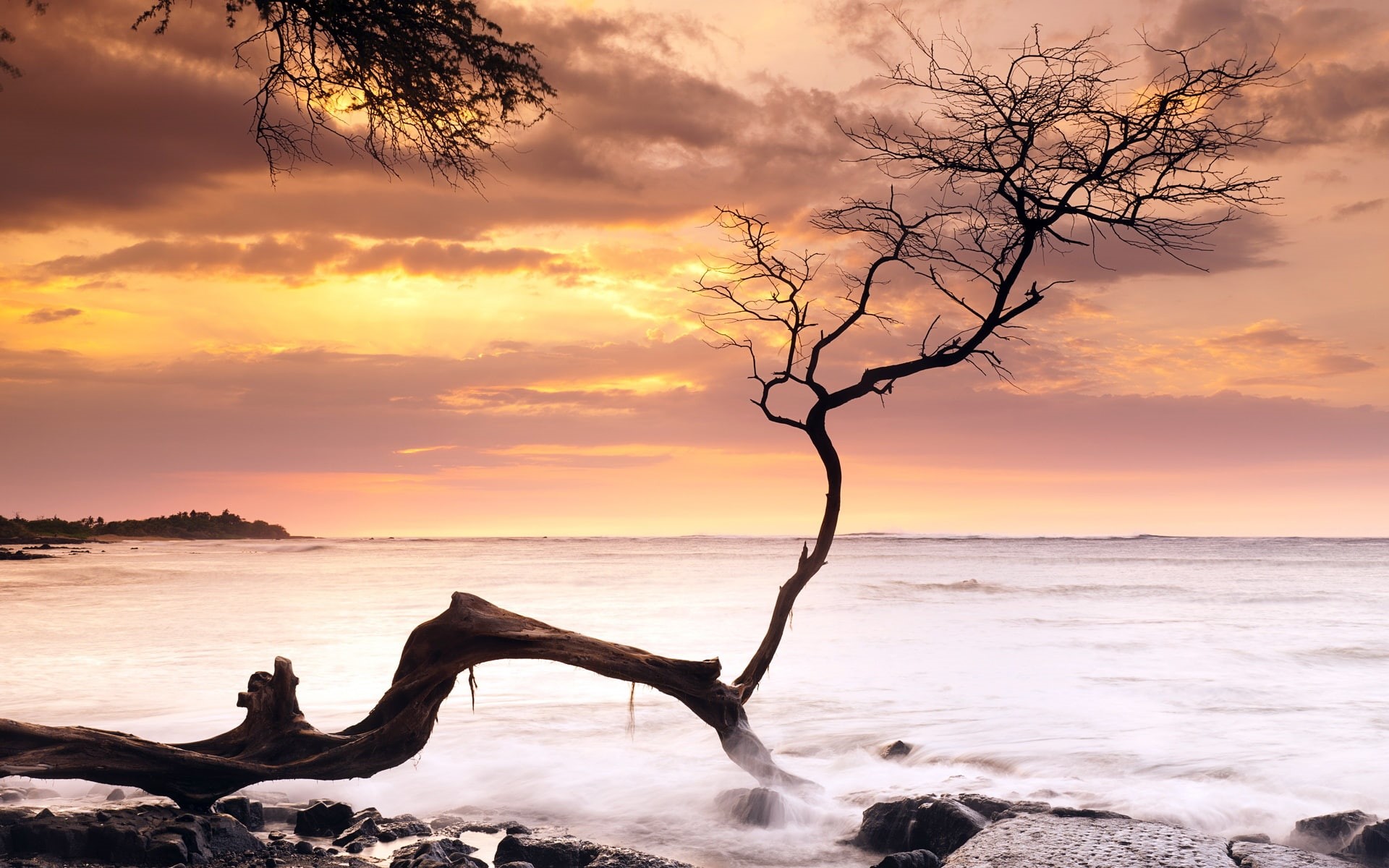 Hawaii, Coast, USA, wooden, brown, Sunset, 1080P, branch, Sea, Tree, HD Wallpaper