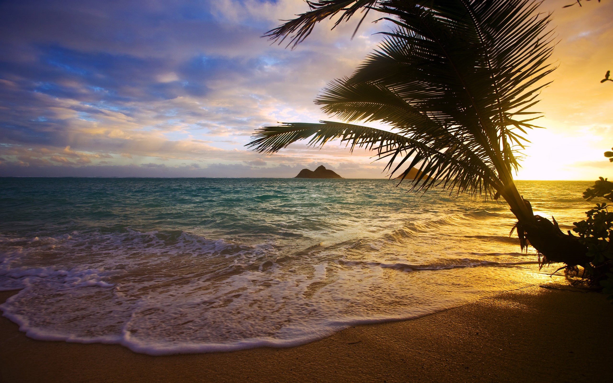 2K, Tropical, Tree, Sea, near, Sunset, Palm, water, body, Coast, HD Wallpaper