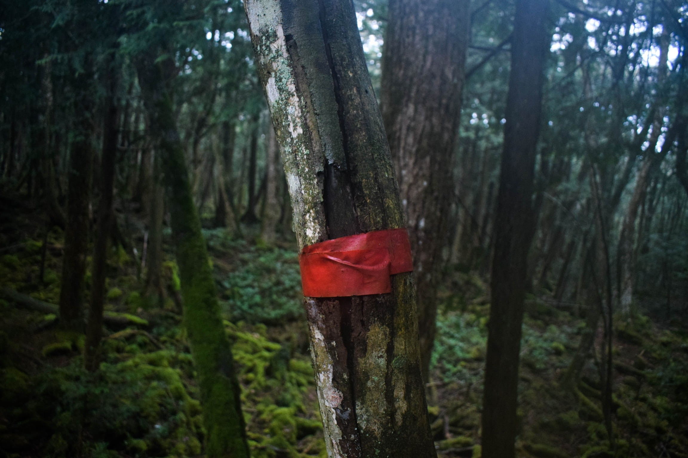 fujikawaguchiko-machi, scenics - nature, mount, fuji, tree, red, mt, no people, outdoors, plant, focus on foreground, trunk, lake, 1080P, wood - material, HD Wallpaper