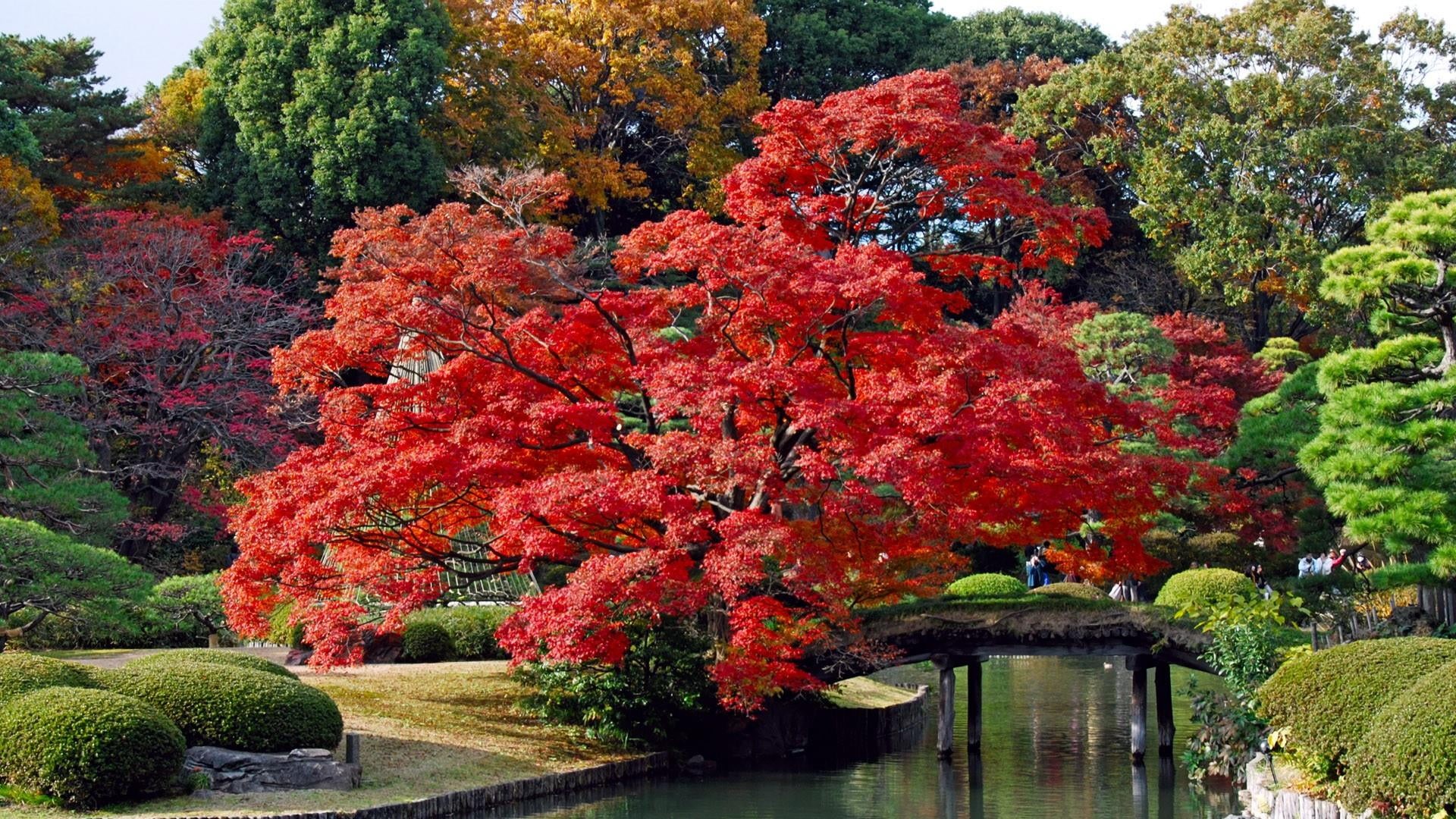 1080P, tranquility, beauty in nature, lake, growth, tokyo, maple, scenics - nature, garden, no people, nature, park, tree, change, red, day, botanical garden, HD Wallpaper