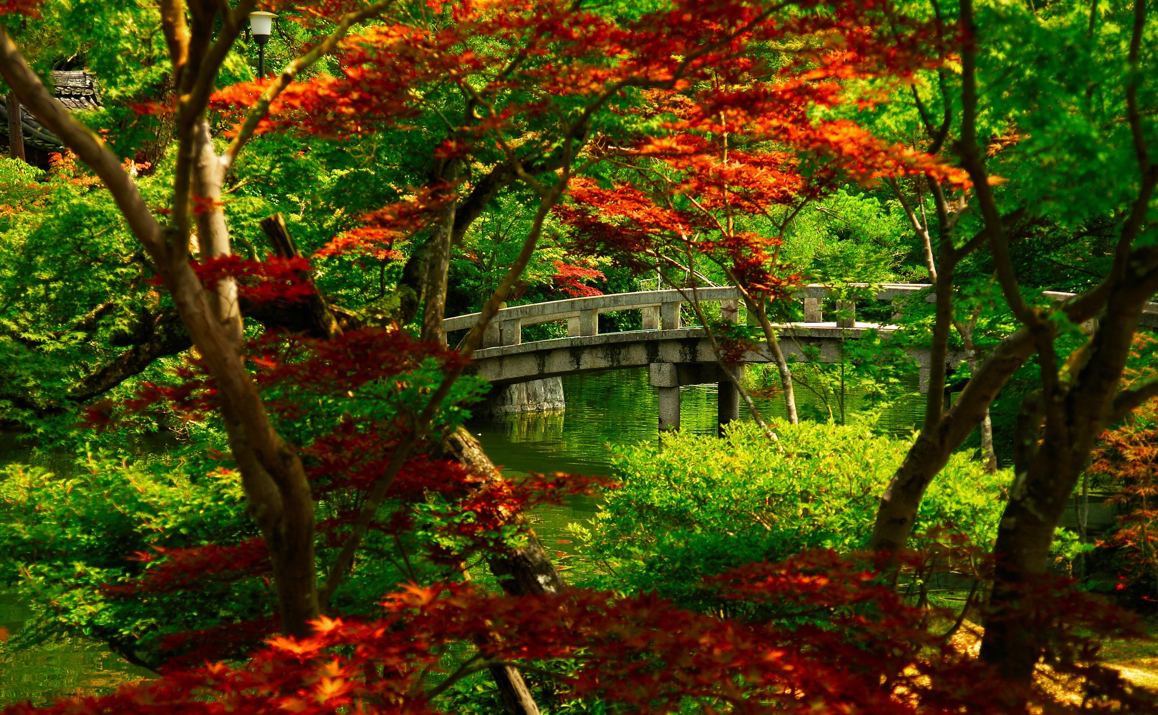 land, park, nice, red, architecture, 4K, bridge, kyoto, building exterior, japanese, growth, trees, tree, cool, outdoors, green color, no people, forest, HD Wallpaper
