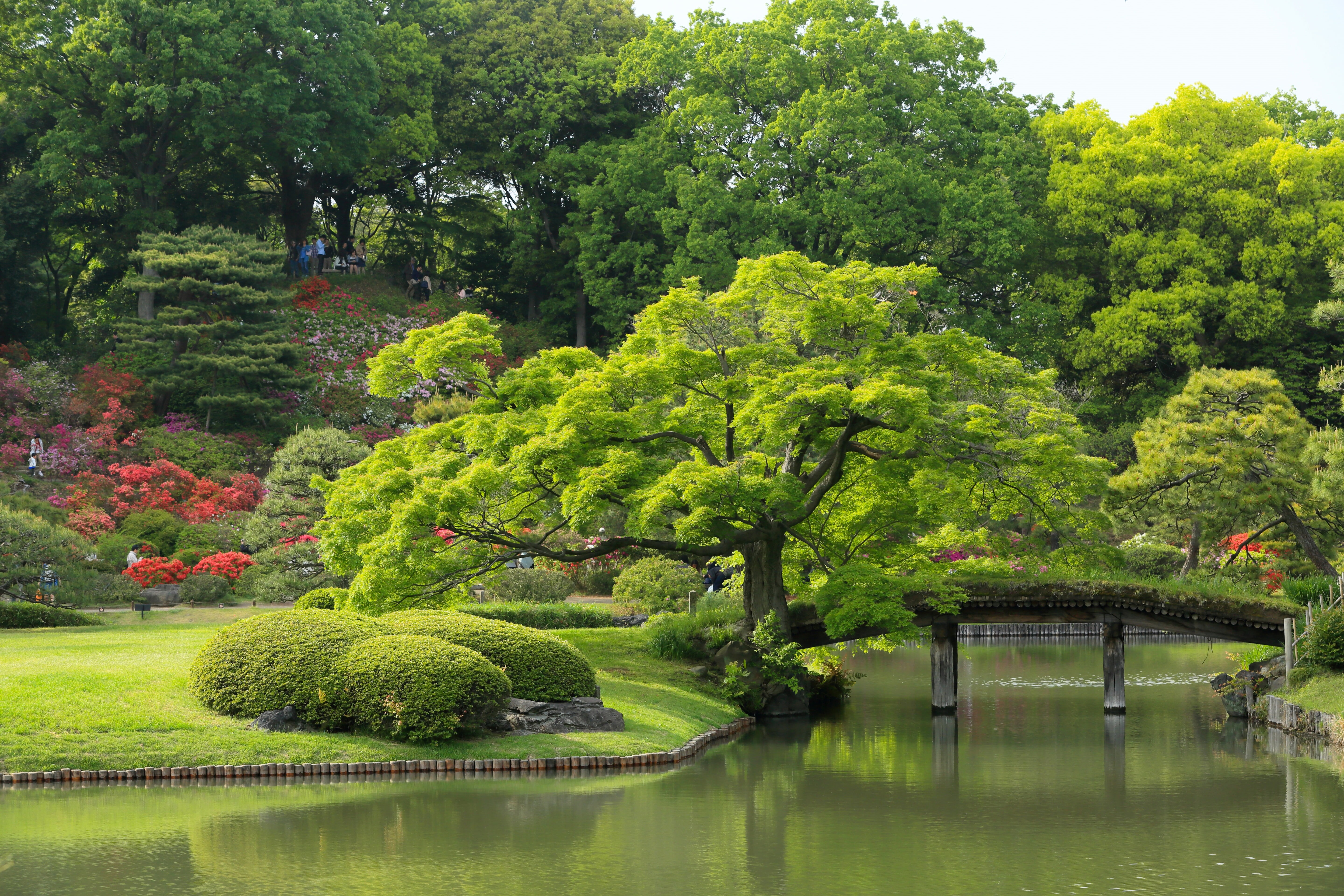 season, architecture, Tokyo, famous Place, scenics, day, river, park - Man Made Space, tree, tranquil Scene, garden, plant, trees, landscape, bush, tranquility, HD Wallpaper