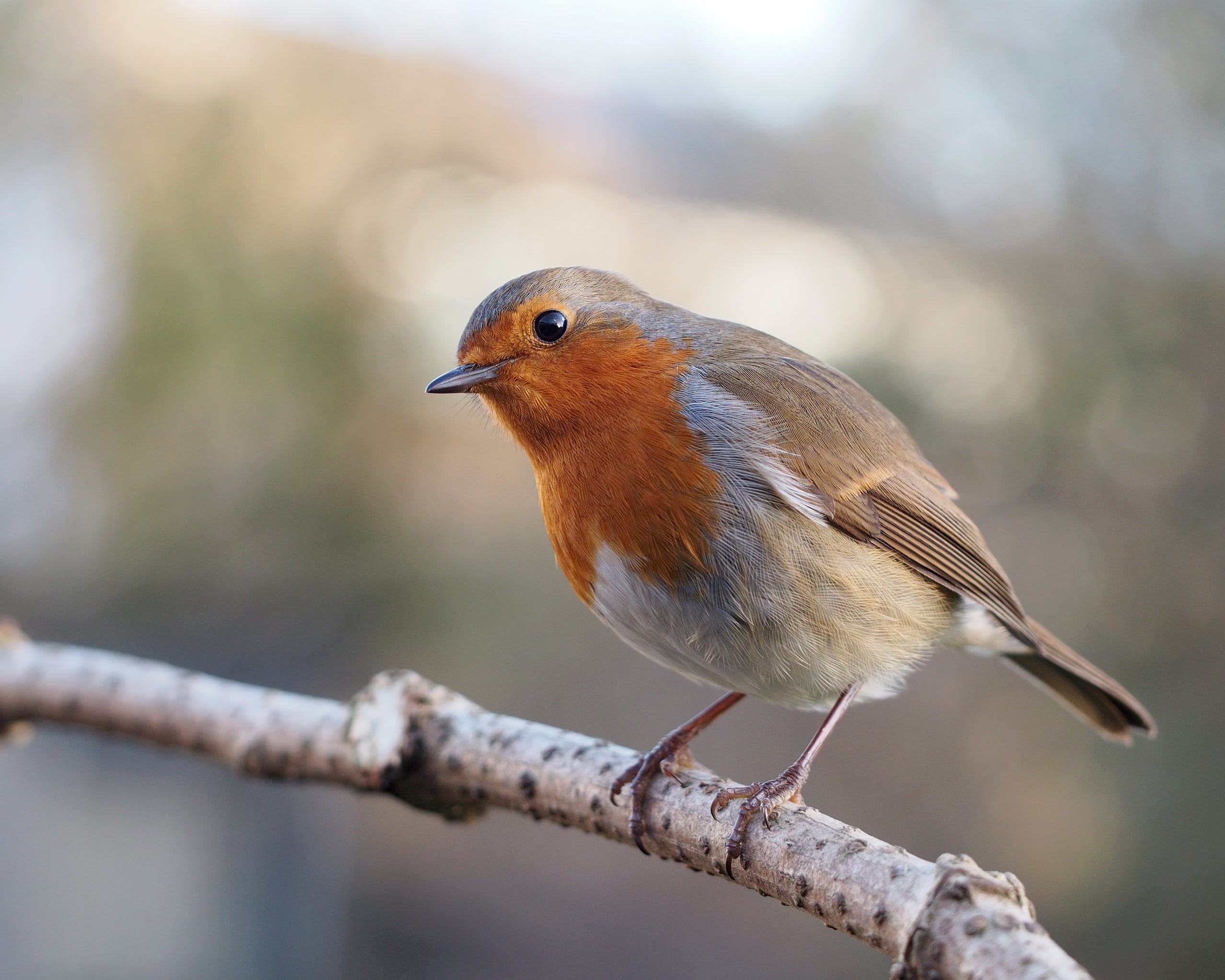 gray, branch, rubella, robin, outdoors, lens, beak, brown, 1080P, tilt, animals In The Wild, animal, nature, wildlife, shift, bird, tilt shift lens, photography, HD Wallpaper