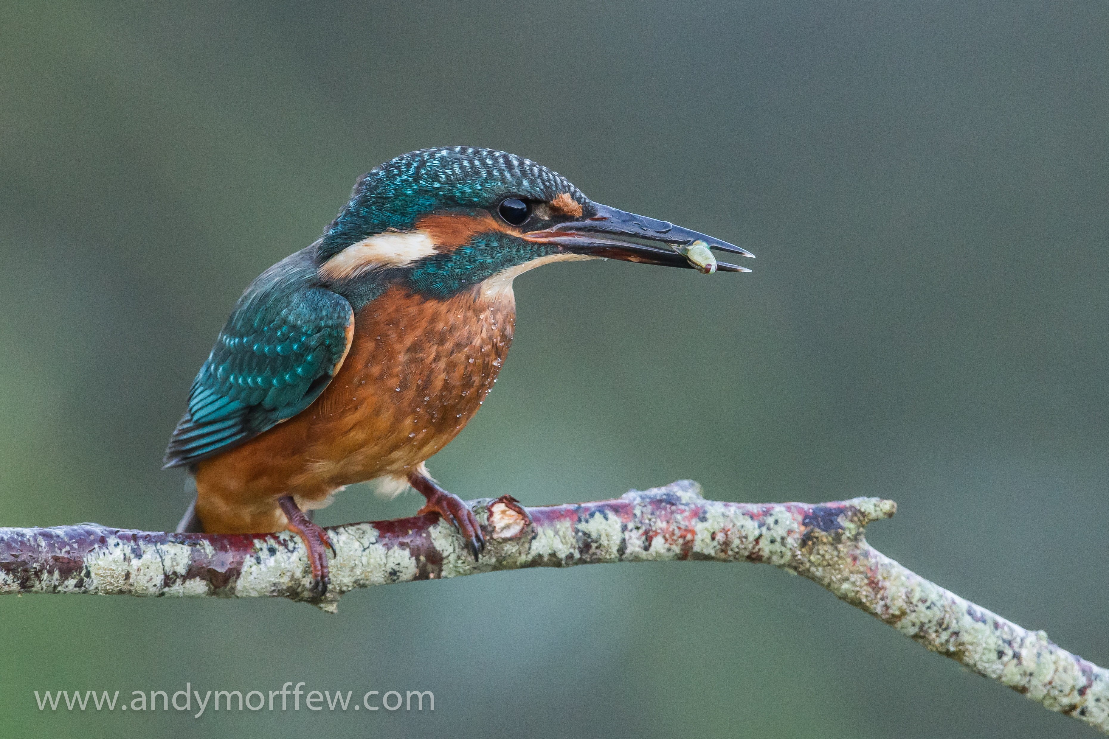 teal, nature, shift, brown bird, lens, beak, animal, wildlife, bird, Light, tilt shift lens, 2K, tilt, bird Watching, photography, Breakfast, brown, HD Wallpaper