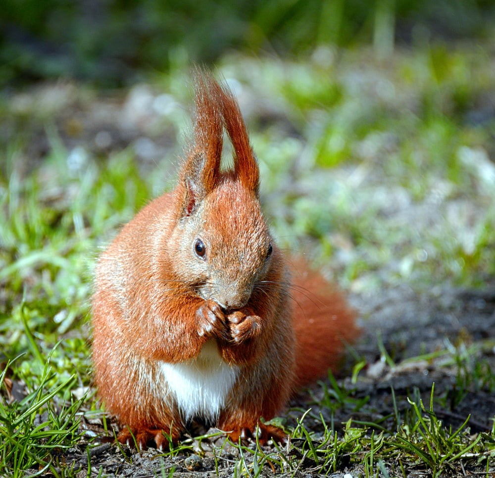 fur, Snack time, cute, animal, Eurasian red squirrel, wildlife, outdoors, fluffy, Wiewiórka, Sciurus vulgaris, brown, tilt, mammal, grass, red, photography, HD Wallpaper
