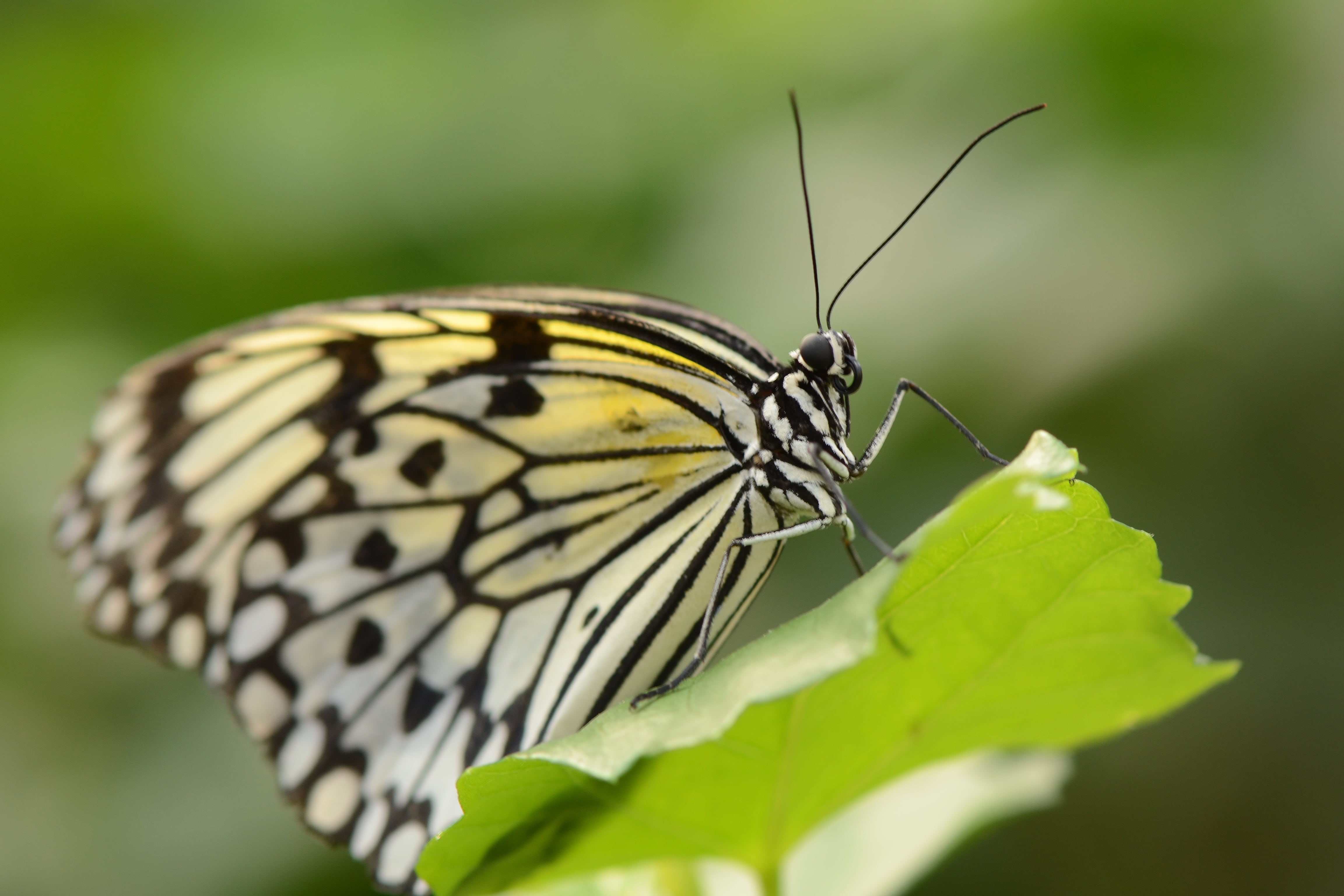 black, black Monarch, nature, animal Wing, Emmen, Rice Paper, tilt shift photography, butterfly, micro, wildlife, close-up, beauty In Nature, yellow, animal, HD Wallpaper