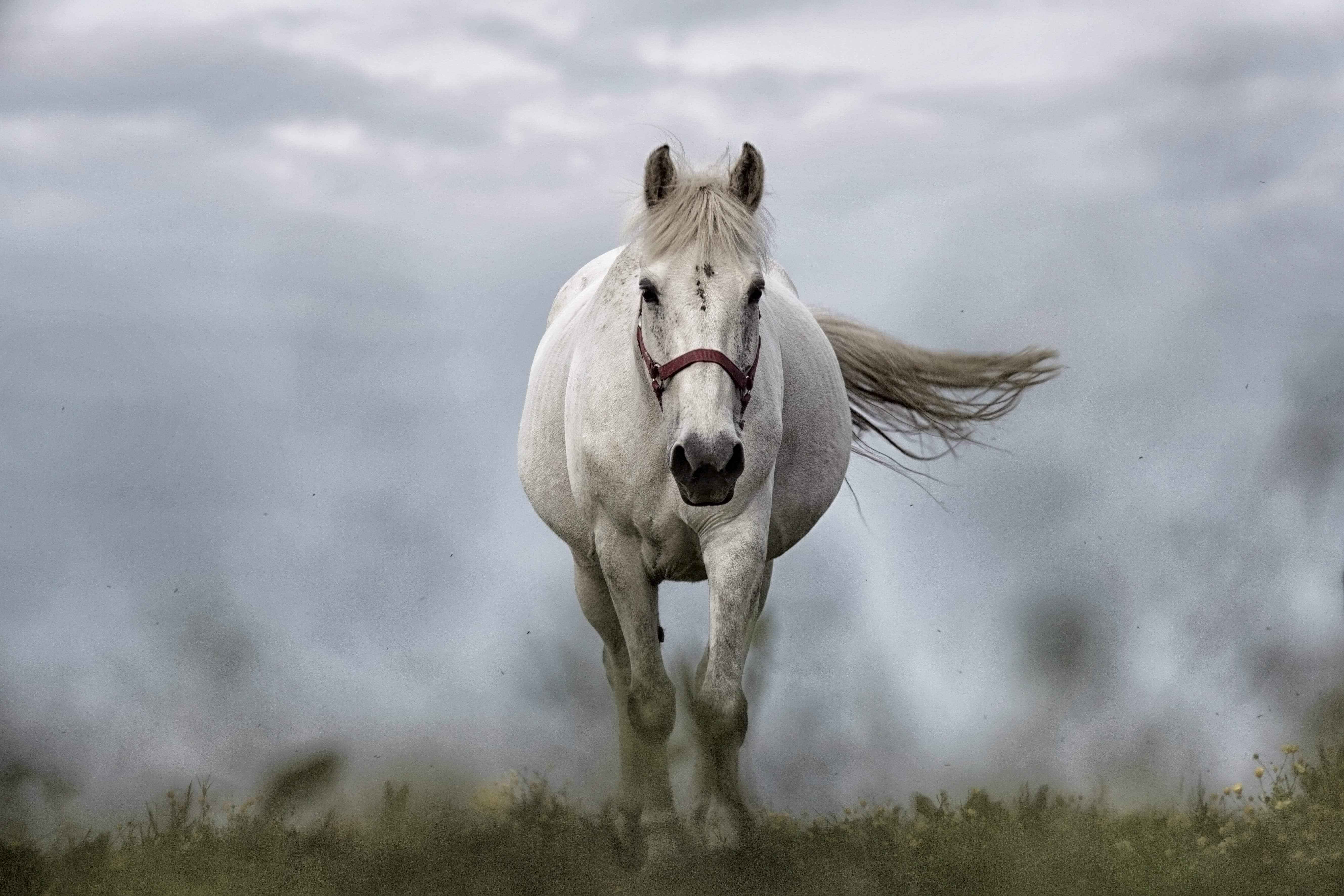 daytime, livestock, horses, field, herbivorous, pets, white color, working animal, animal themes, photography, nature, green grass, animal, tilt, 5K, one animal, HD Wallpaper