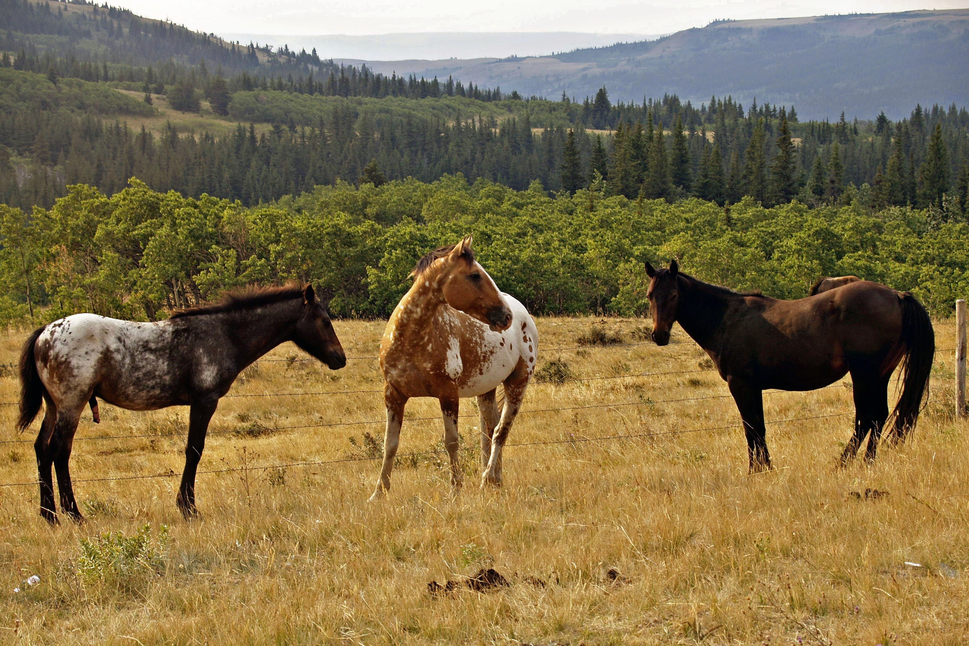 wildlife, nature, tree, day, field, domestic, plant, horse, no people, vertebrate, animal wildlife, 2K, herbivorous, grass, montana, landscape, three, HD Wallpaper