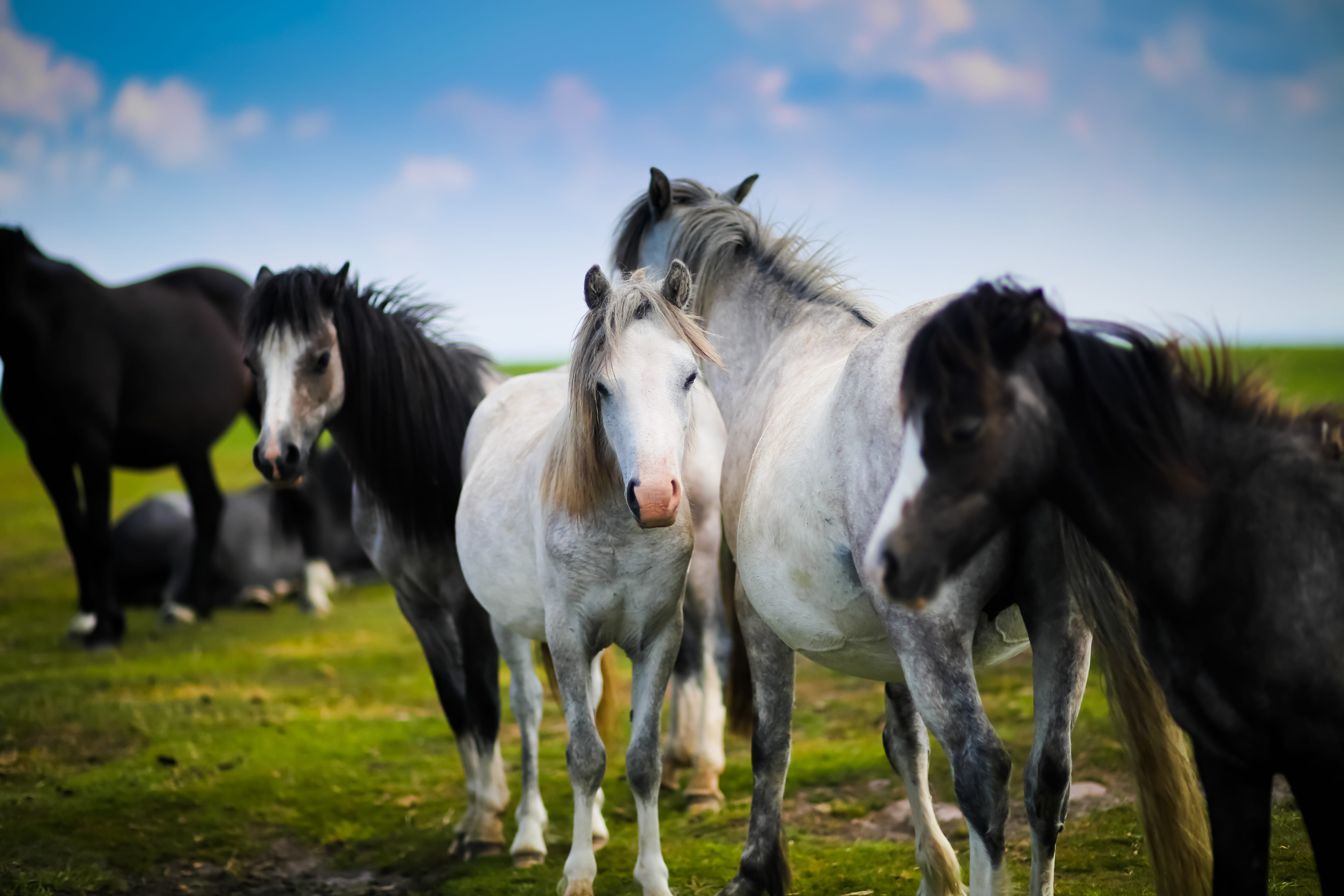 green, plant, grass, mammal, uk, wild pony, standing, grey, day, sky, welsh pony, bay, five, daytime, herd, wild horse, no people, outdoors, animal head, HD Wallpaper