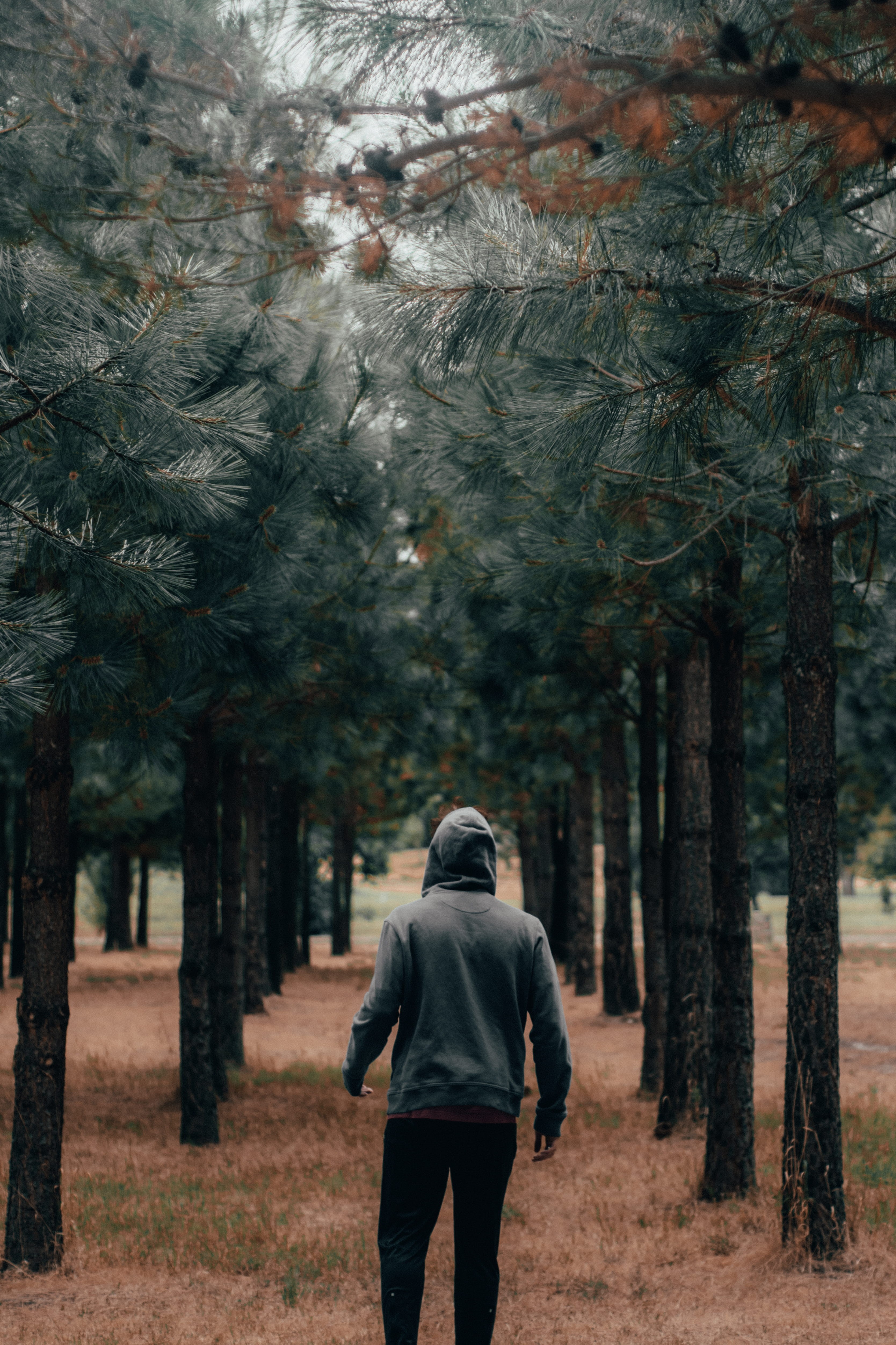 growth, lifestyles, clothing, apparel, coat, treelined, one person, man, leisure activity, forest, walking, road, land, overcoat, hood, real people, fir, Phone HD Wallpaper