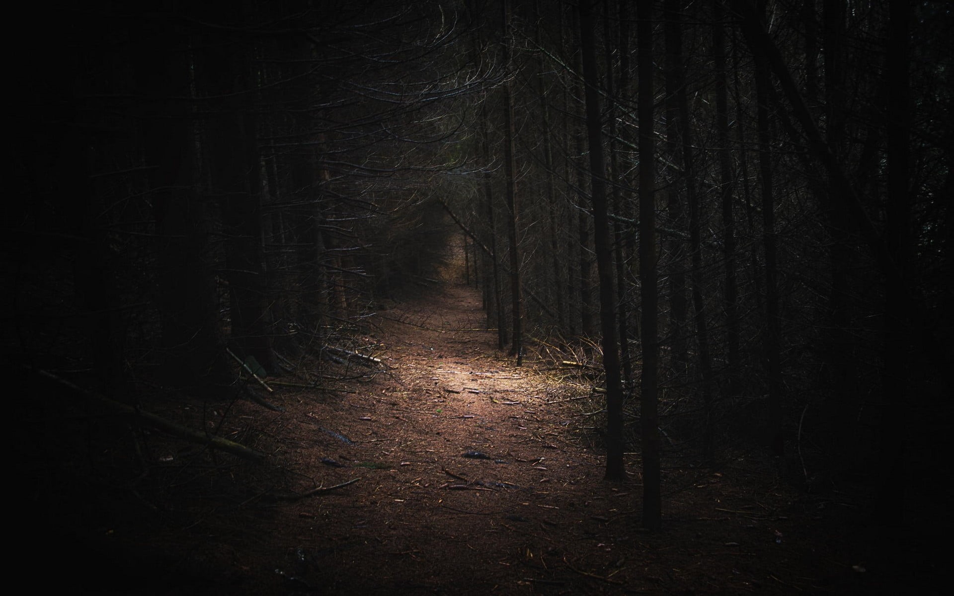 1080P, plant, dark, trees, tranquil scene, footpath, path, outdoors, trunk, trail, day, no people, tranquility, landscape, land, tree, beauty in nature, HD Wallpaper