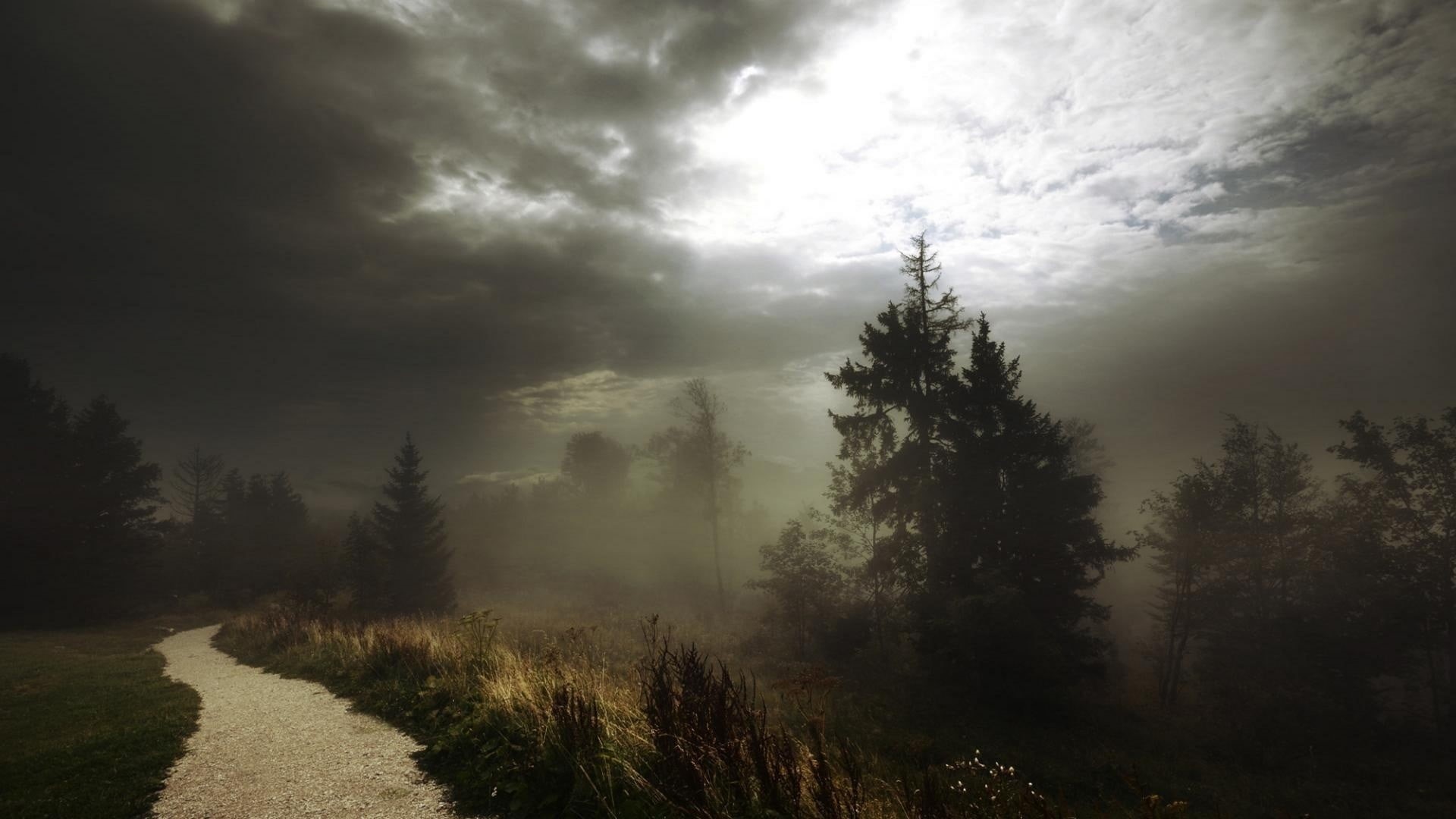 silhouette, fog, growth, land, daylight, no people, scenics - nature, tranquility, plant, beauty in nature, cloud - sky, dark, shrubs, coniferous tree, HD Wallpaper
